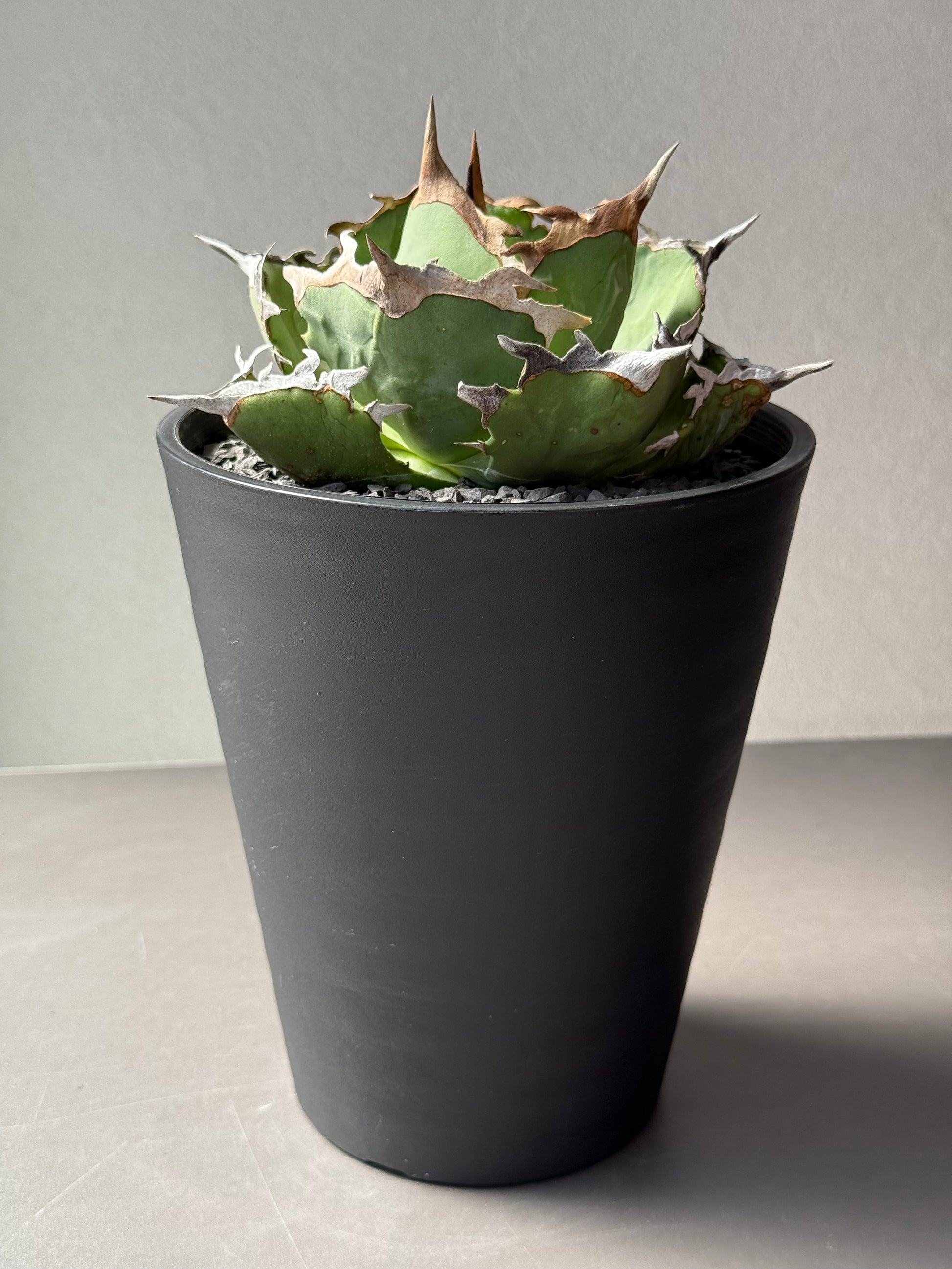 【Stano.Lab】<br>アガベ チタノタ<br> 'カニ' GT-8