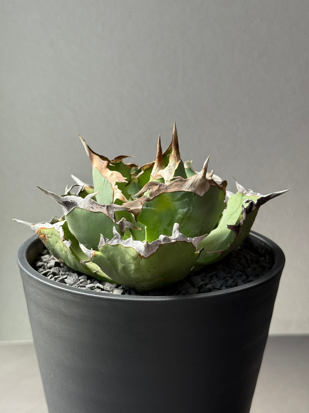 【Stano.Lab】<br>アガベ チタノタ<br> 'カニ' GT-8