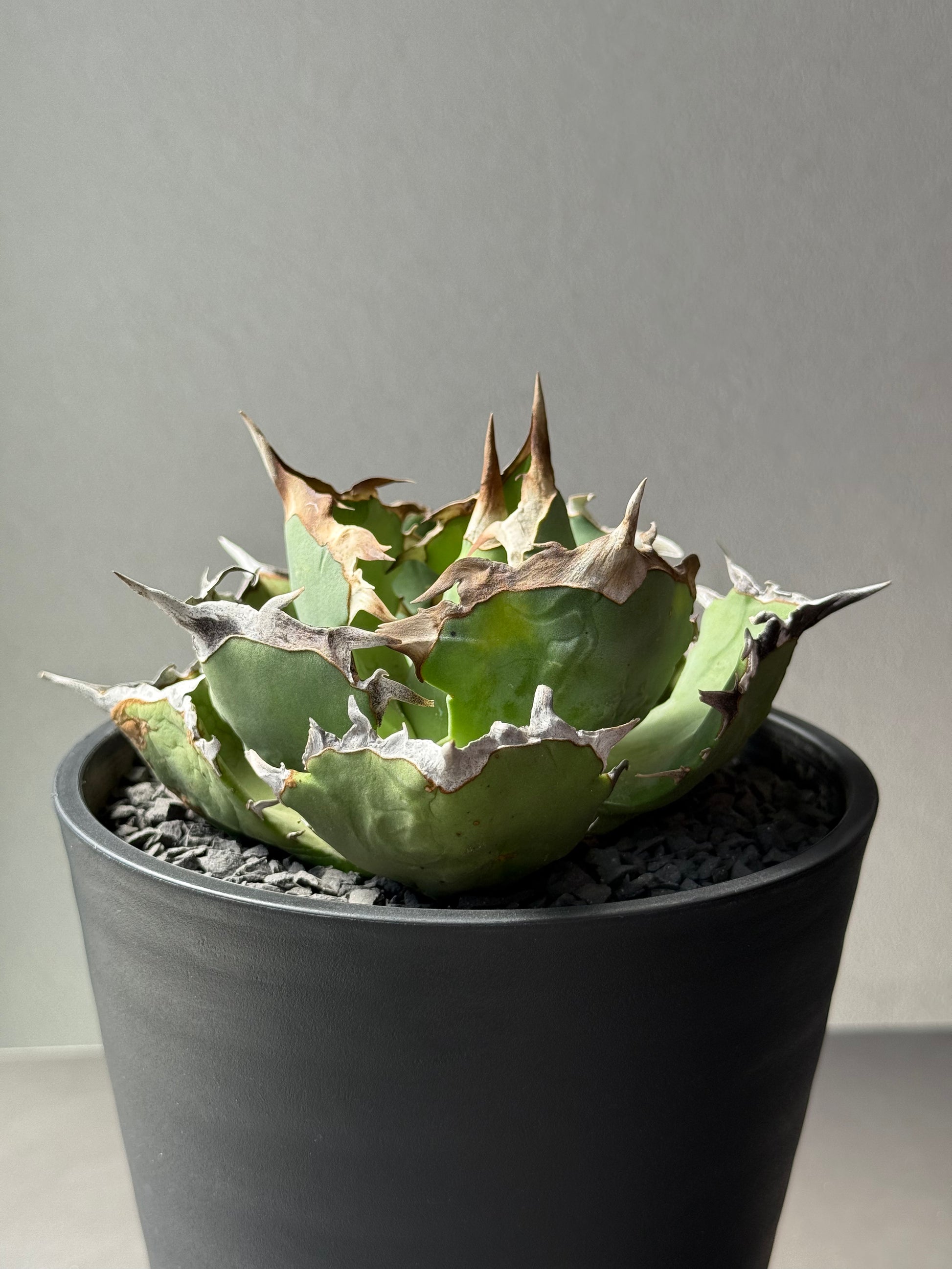 【Stano.Lab】<br>アガベ チタノタ<br> 'カニ' GT-8