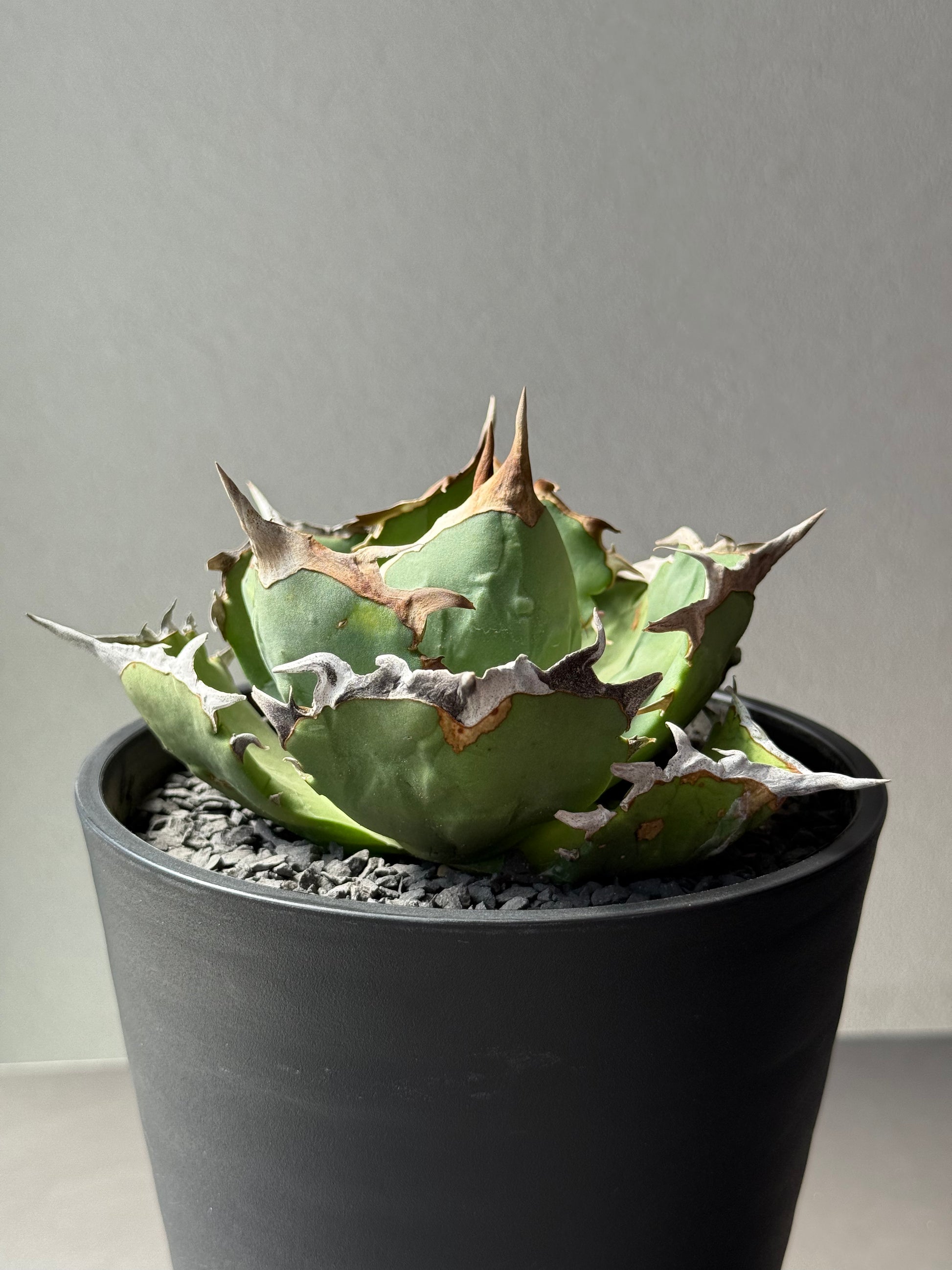 【Stano.Lab】<br>アガベ チタノタ<br> 'カニ' GT-8