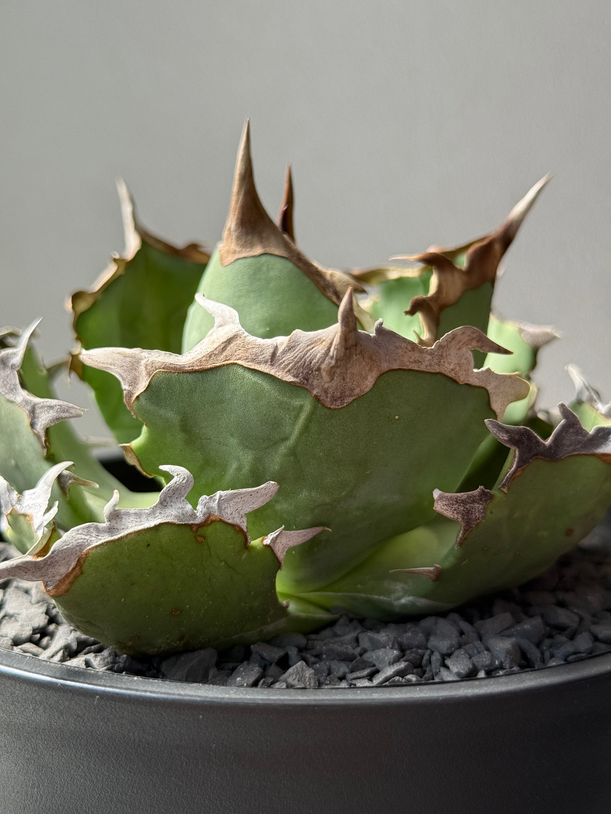 【Stano.Lab】<br>アガベ チタノタ<br> 'カニ' GT-8