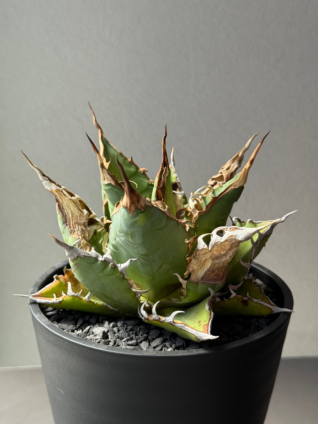 【Stano.Lab】<br>アガベ チタノタ<br> 'チーター'