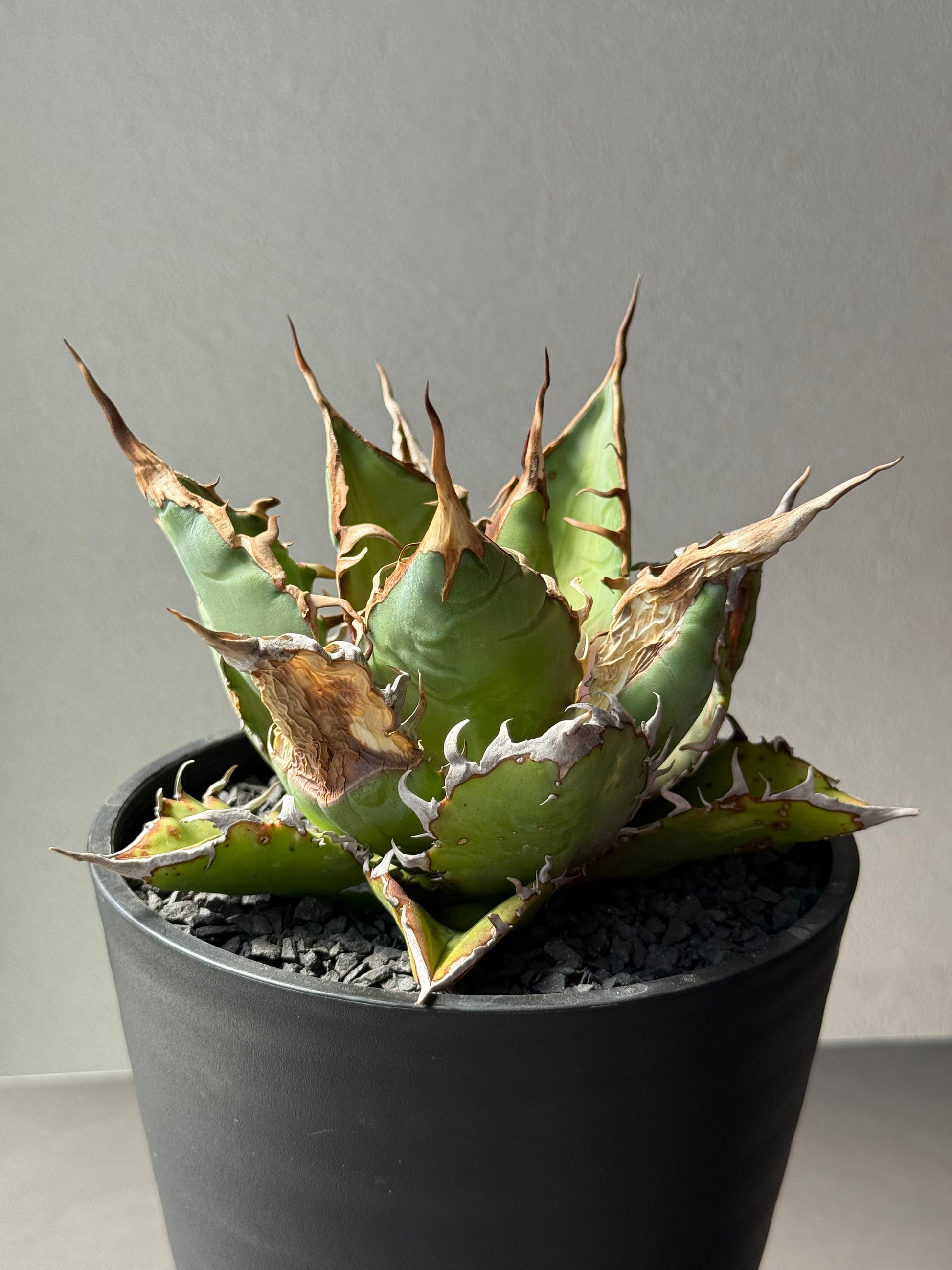 【Stano.Lab】<br>アガベ チタノタ<br> 'チーター'