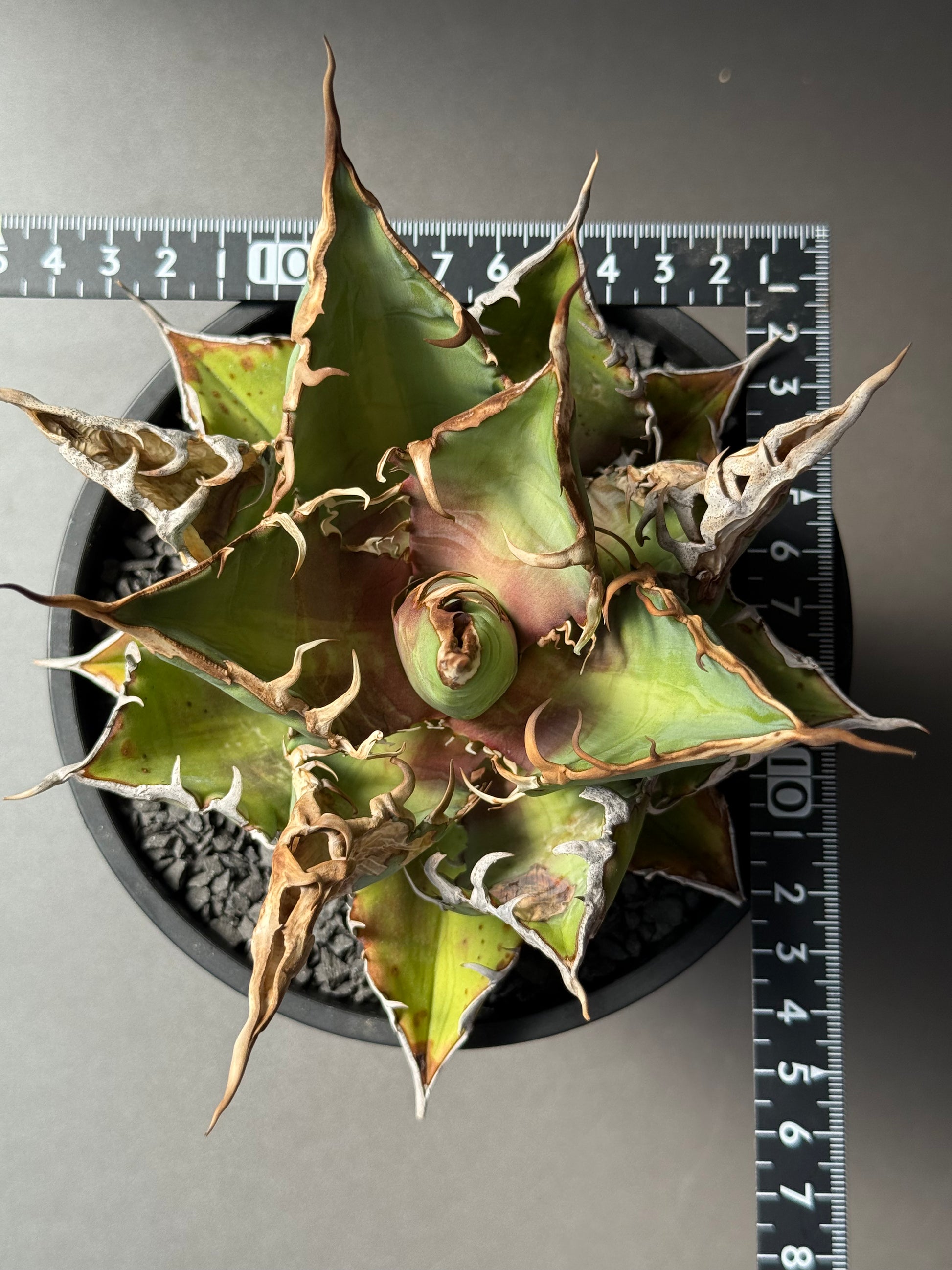 【Stano.Lab】<br>アガベ チタノタ<br> 'チーター'