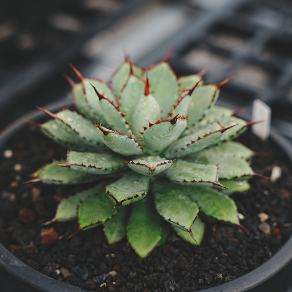 【Stano.Lab】<br>アガベ ハイブリッド<br> 吉祥冠 x 瀧雷 GL028