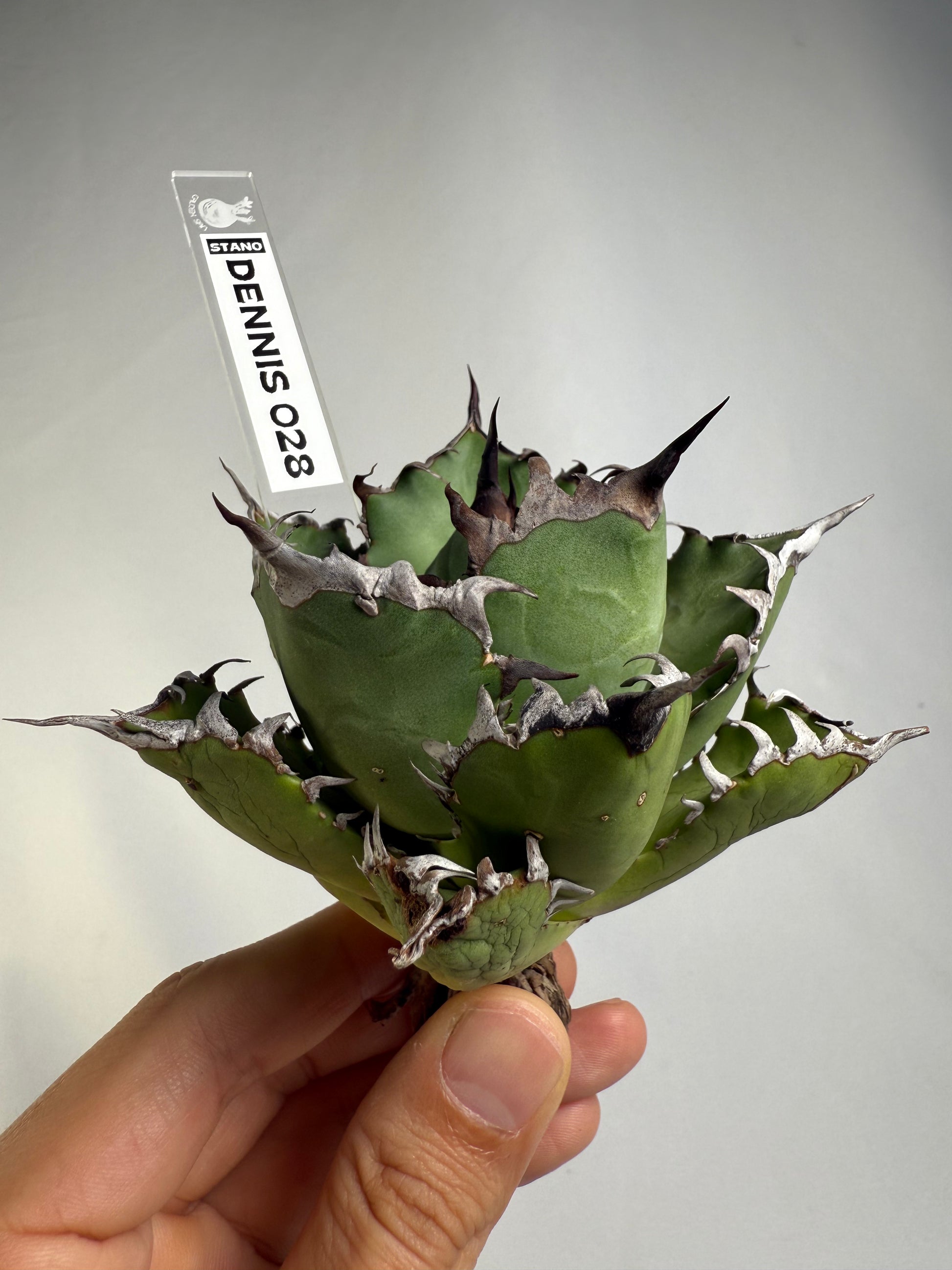 【Stano.Lab】<br>アガベ チタノタ<br> '幽霊'