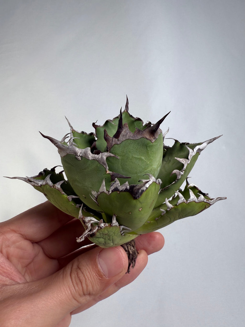 【Stano.Lab】<br>アガベ チタノタ<br> '幽霊'