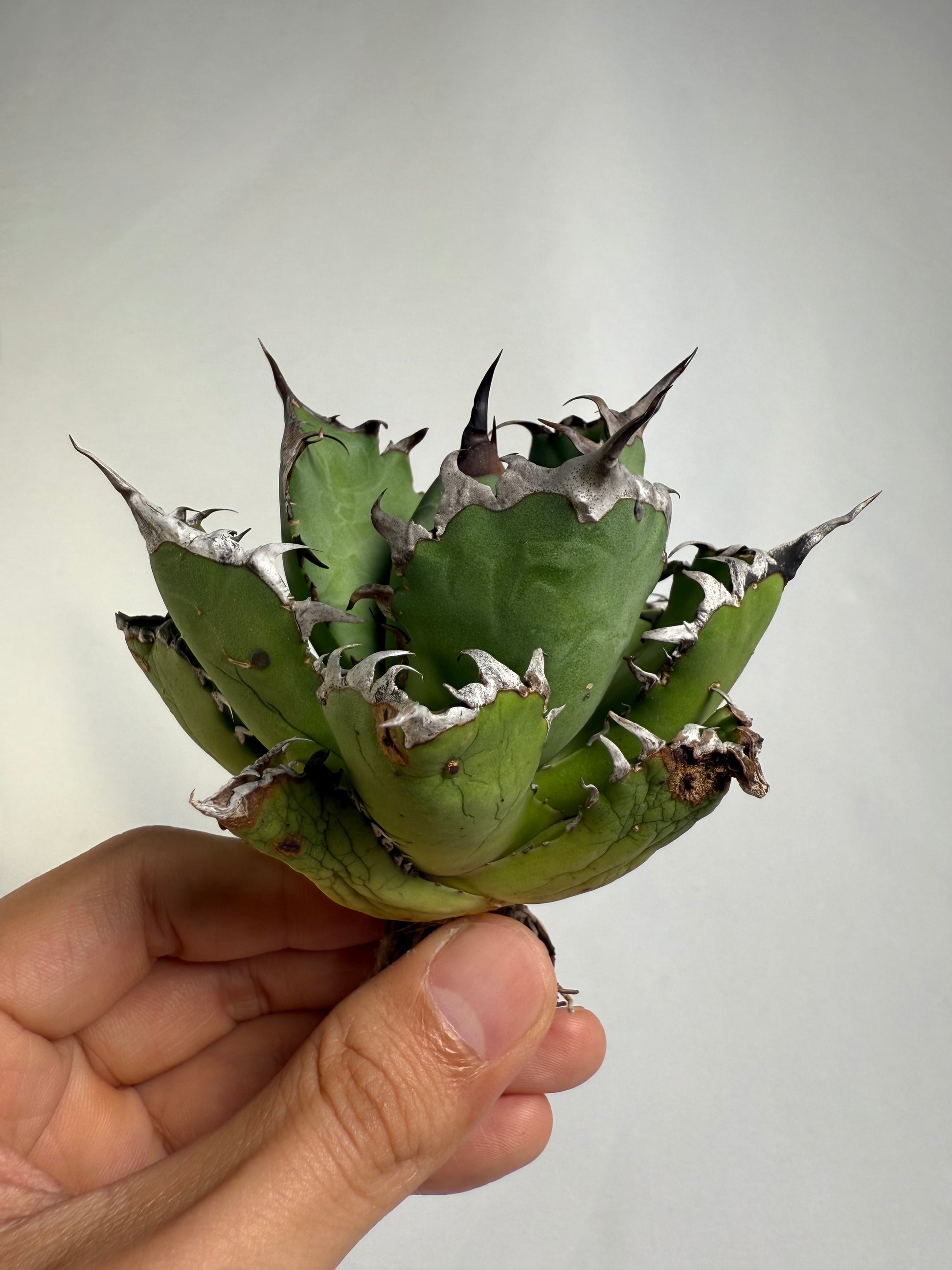 【Stano.Lab】<br>アガベ チタノタ<br> '幽霊'