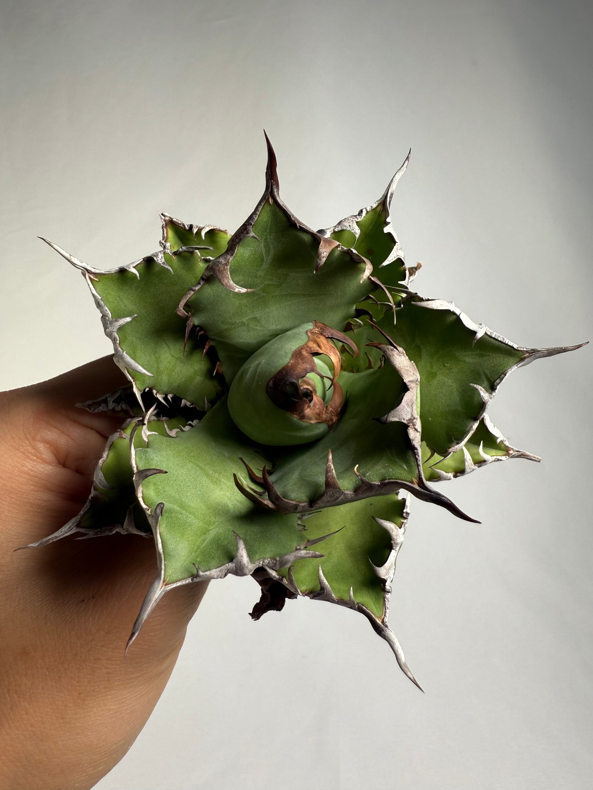 【Stano.Lab】<br>アガベ チタノタ<br> '幽霊'