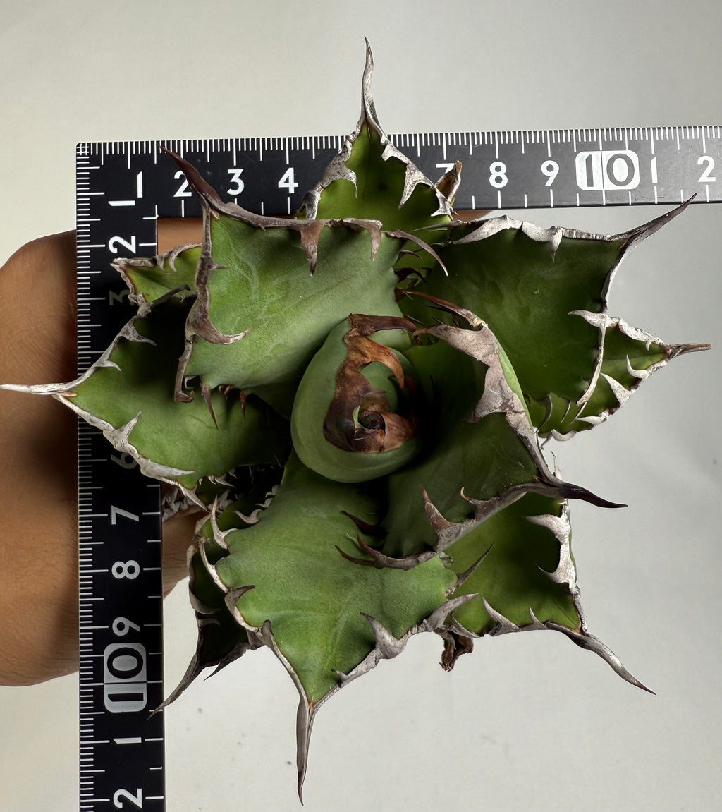 【Stano.Lab】<br>アガベ チタノタ<br> '幽霊'