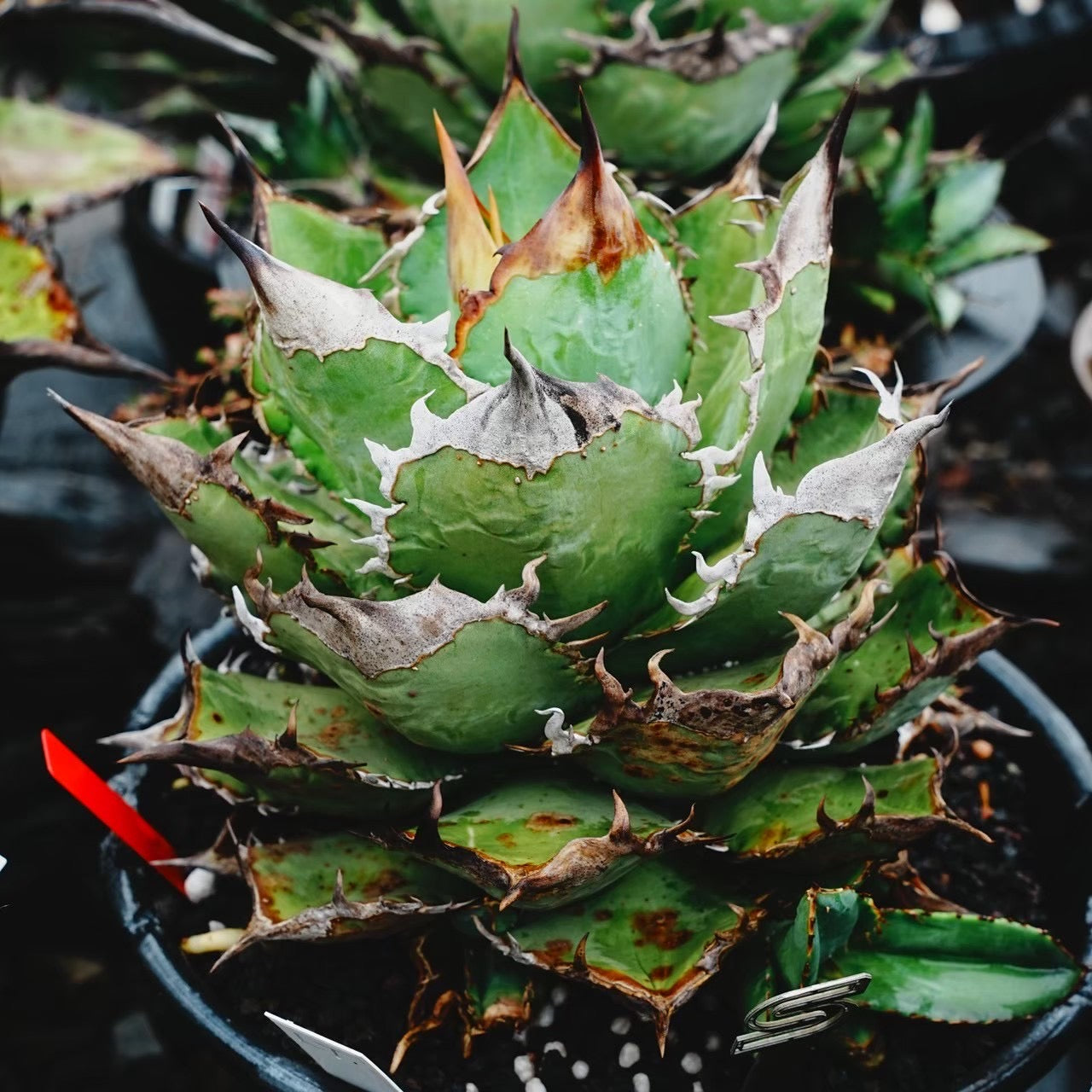 【Stano.Lab】<br>アガベ チタノタ<br> '龍瞳'