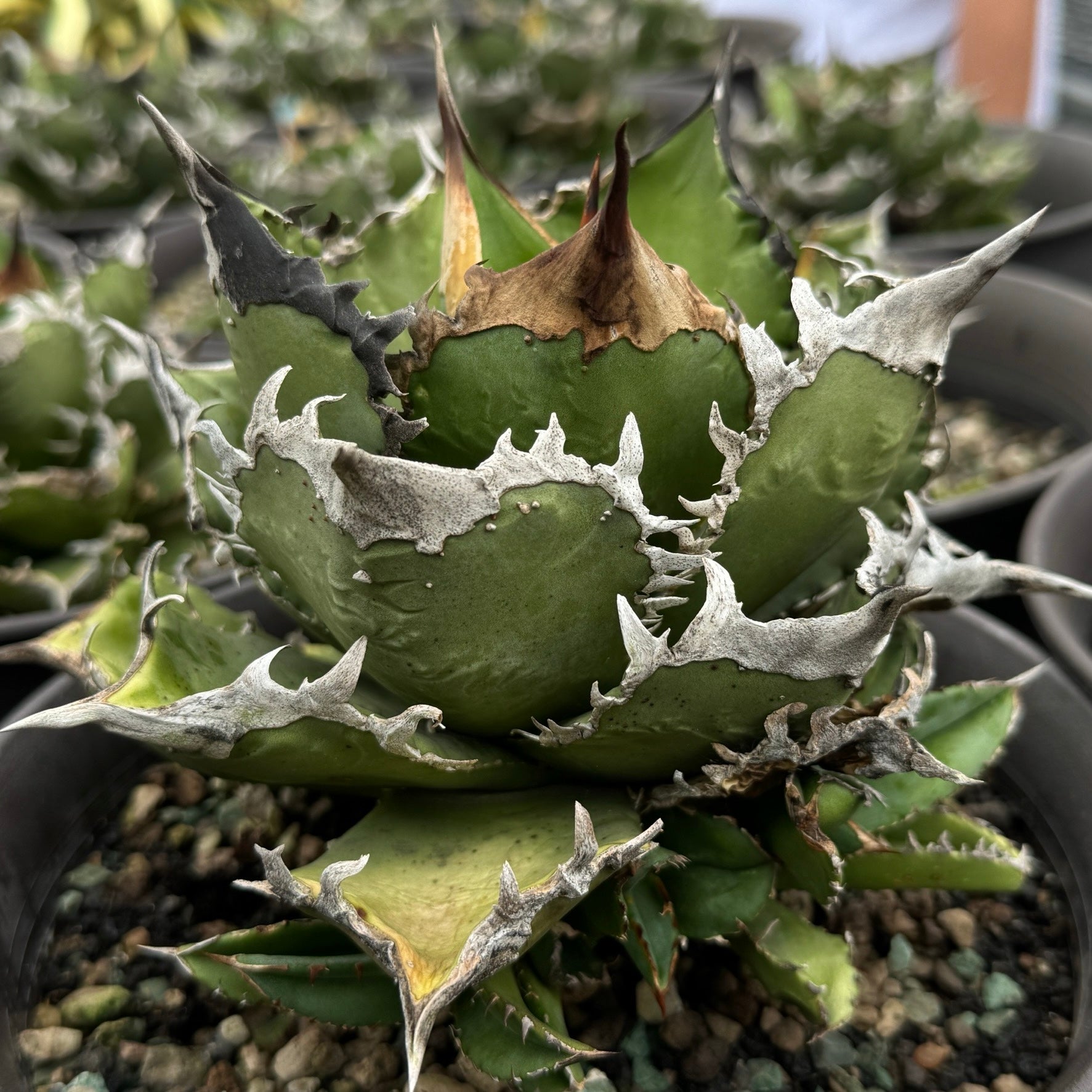 アガベ チタノタ　クラウン Stano.Lab】アガベ チタノタ 'クラウン' – Caudexsan