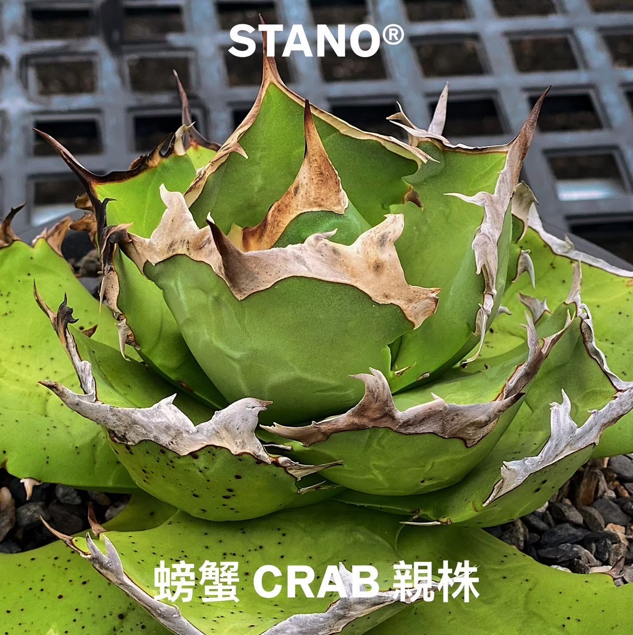 【Stano.Lab】<br>アガベ チタノタ<br> 'カニ' GT-8