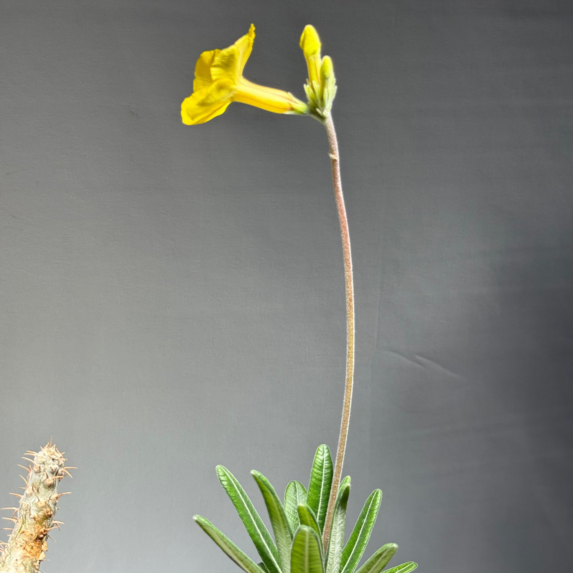 【発根済】パキポディウム・ロスラツム グラキリス C1