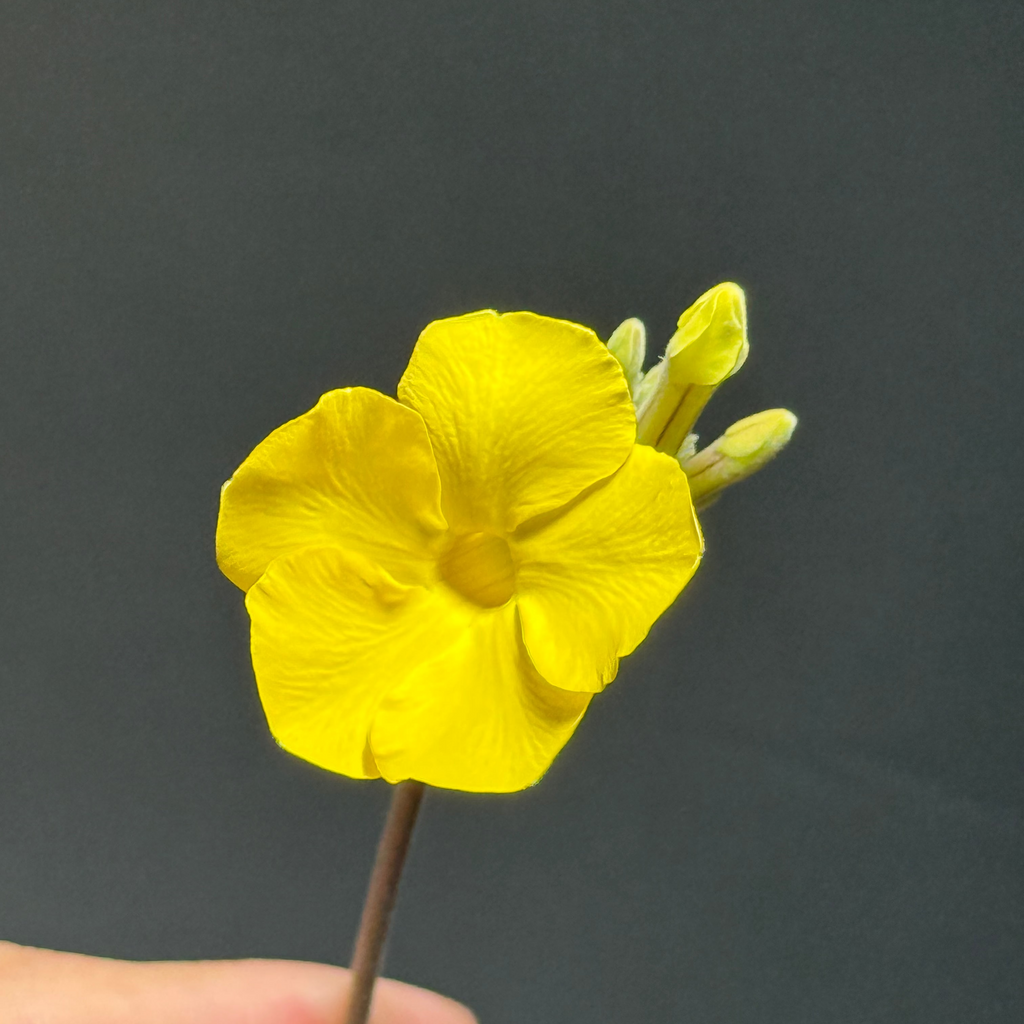 【発根済】パキポディウム・ロスラツム グラキリス C1