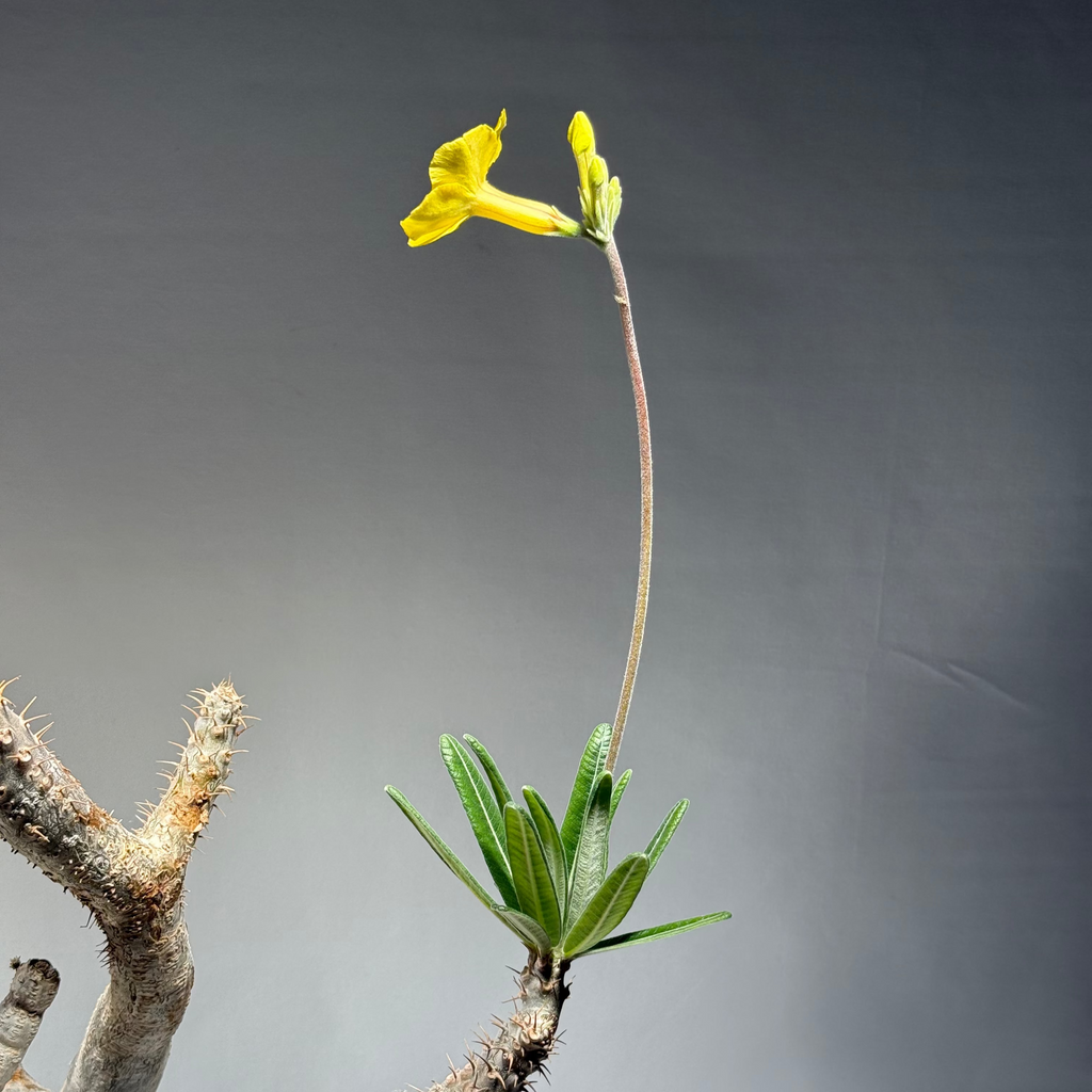 【発根済】パキポディウム・ロスラツム グラキリス C1