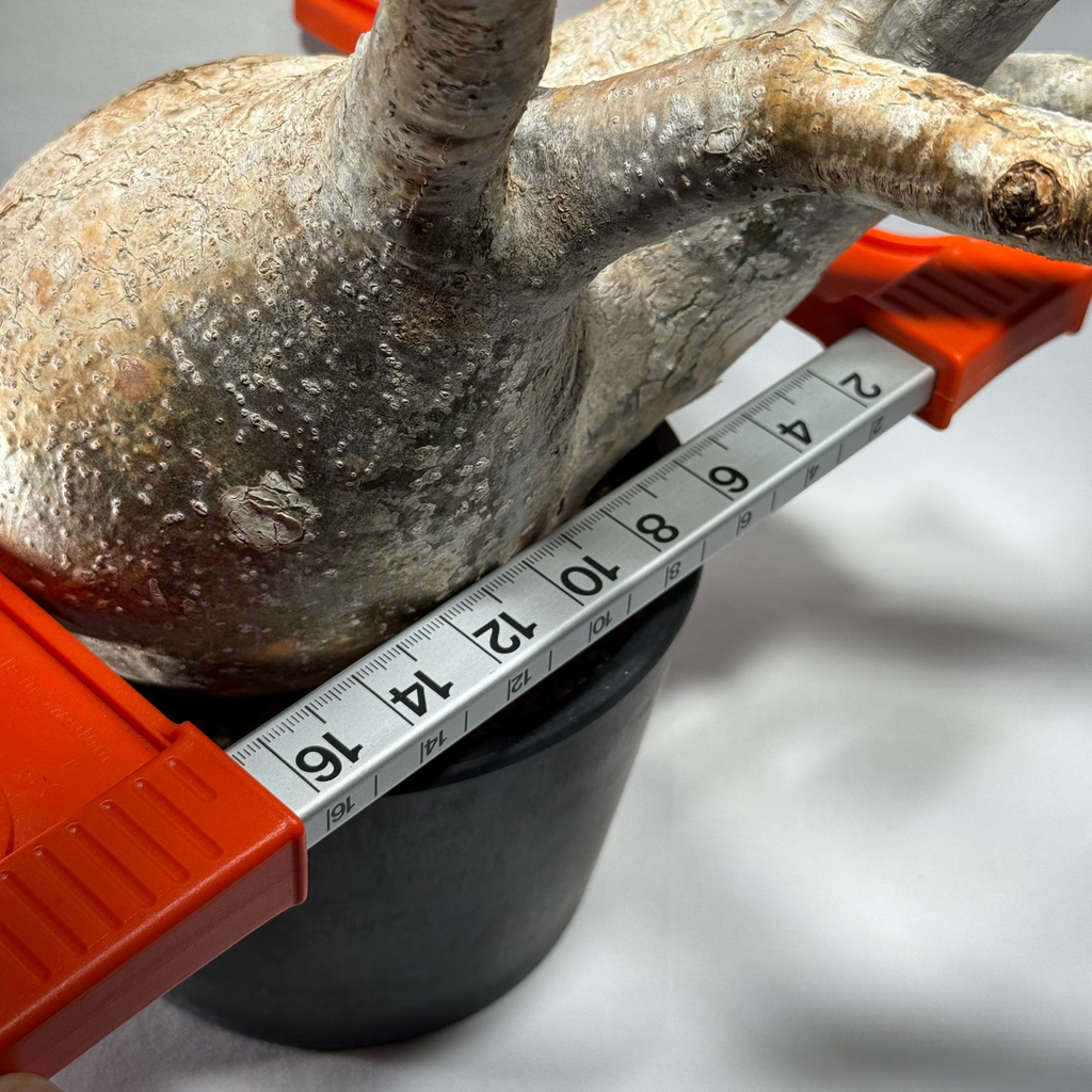 【発根済】パキポディウム・ロスラツム グラキリス C1