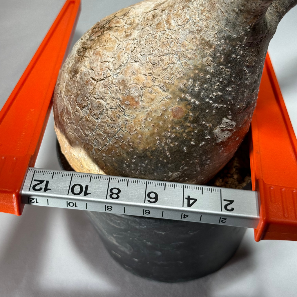 【発根済】パキポディウム・ロスラツム グラキリス C1