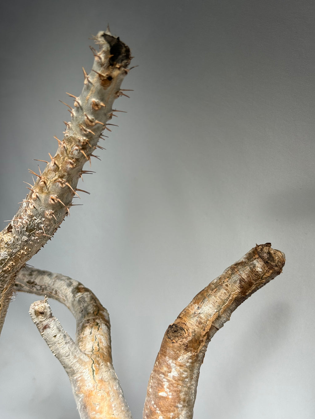 【発根済】パキポディウム・ロスラツム グラキリス C1