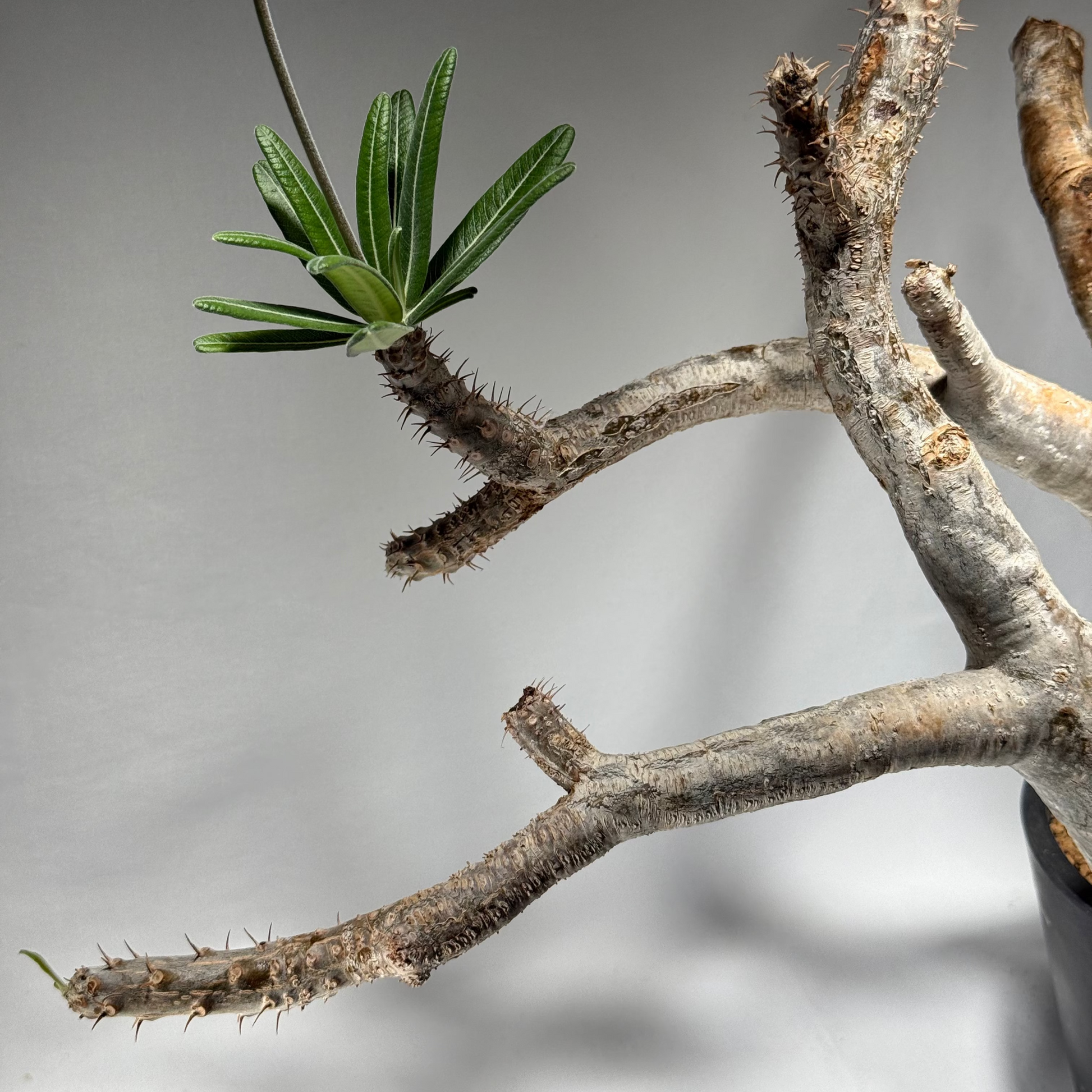 【発根済】パキポディウム・ロスラツム グラキリス C1