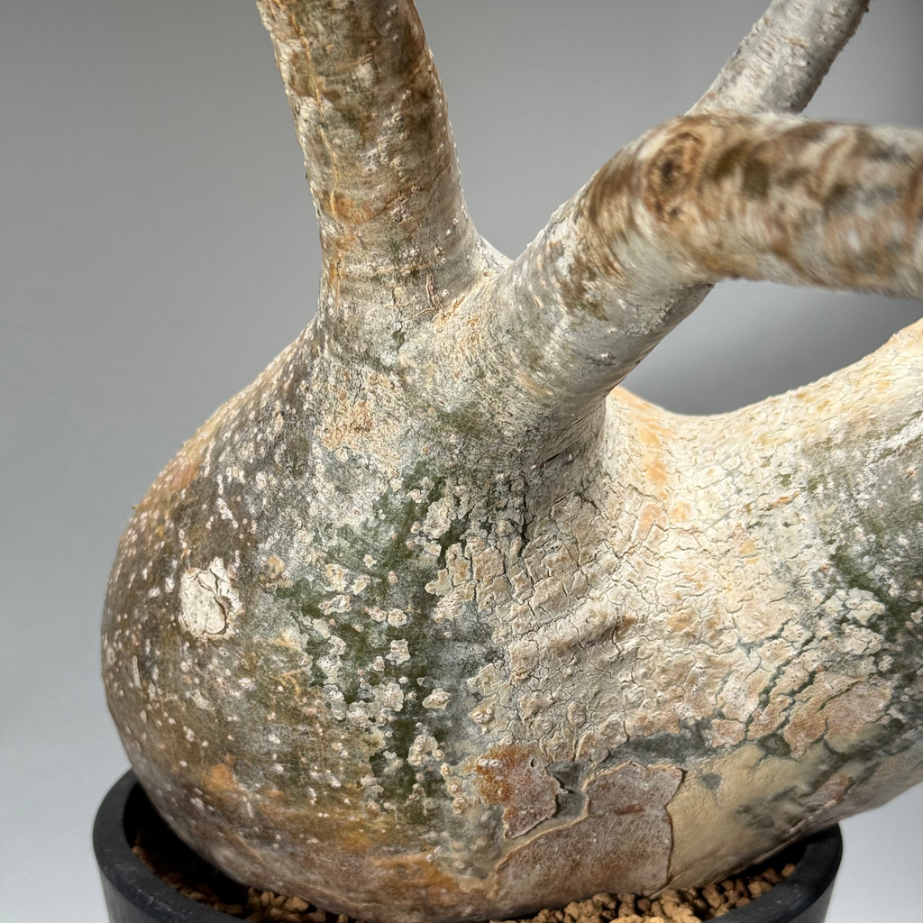 【発根済】パキポディウム・ロスラツム グラキリス C1