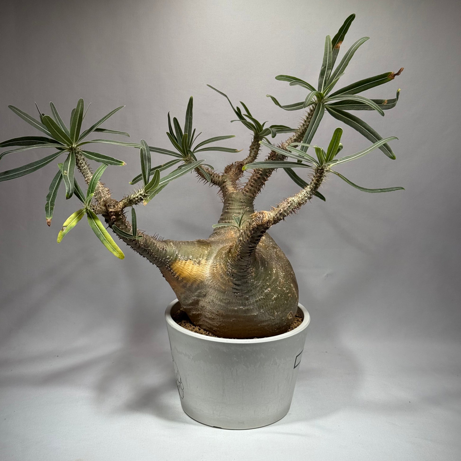 【発根済】パキポディウム・ロスラツム グラキリス C2