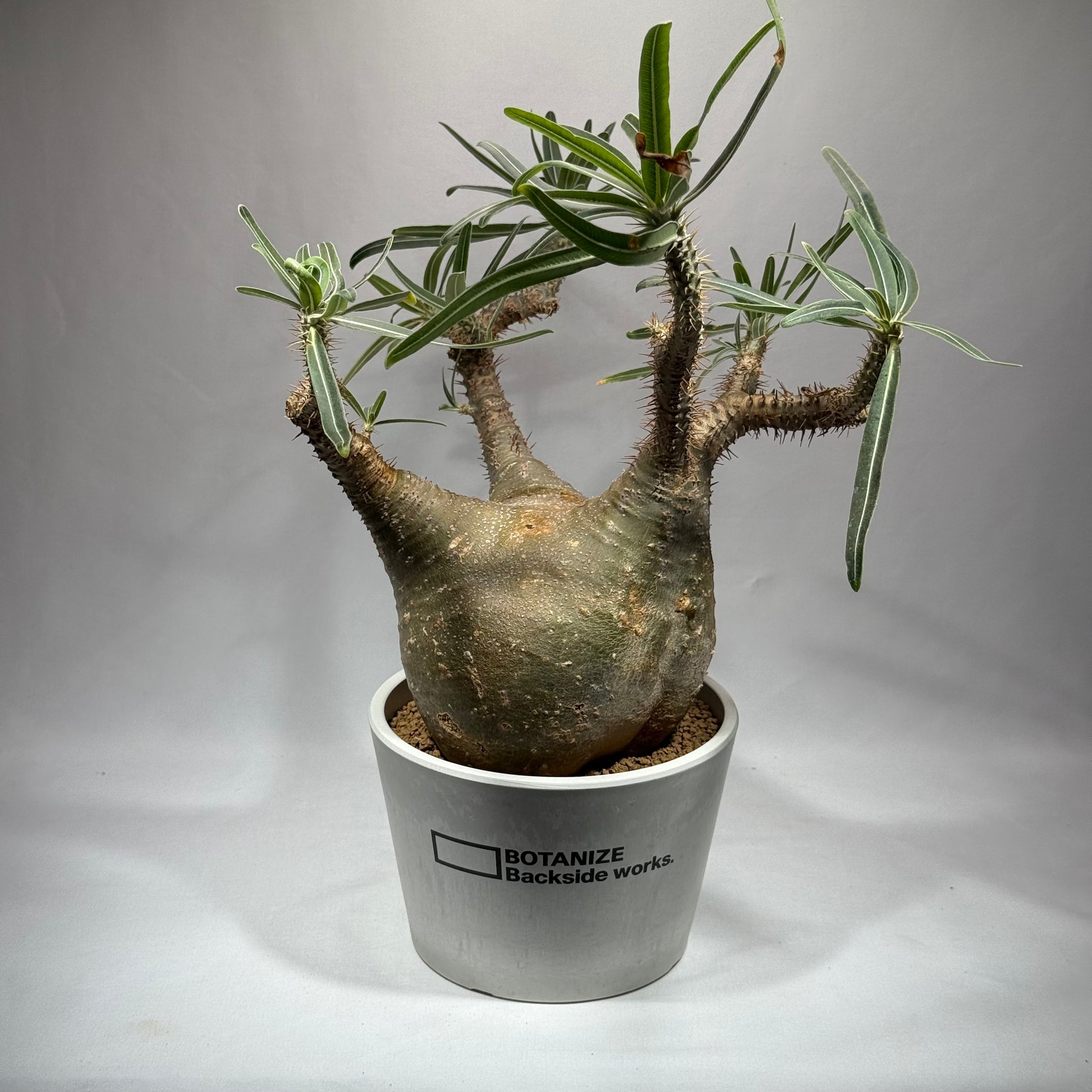 【発根済】パキポディウム・ロスラツム グラキリス C2