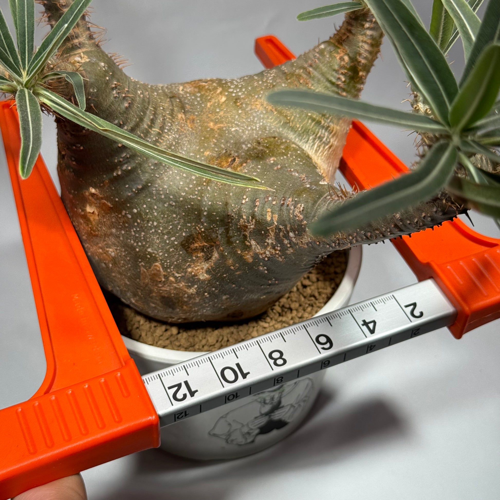 【発根済】パキポディウム・ロスラツム グラキリス C2