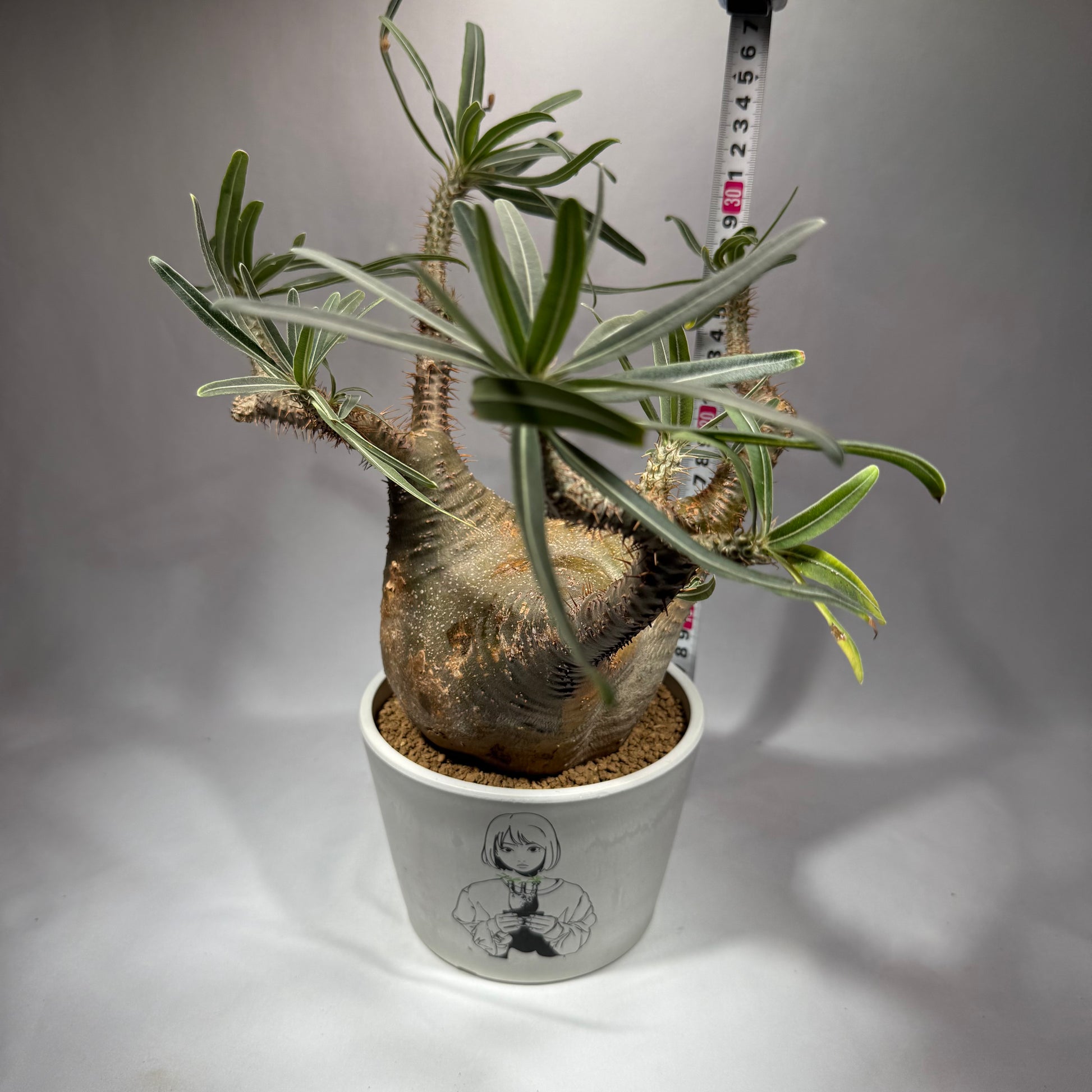 【発根済】パキポディウム・ロスラツム グラキリス C2