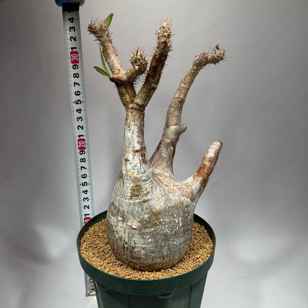 【発根済】パキポディウム・ロスラツム グラキリス C3