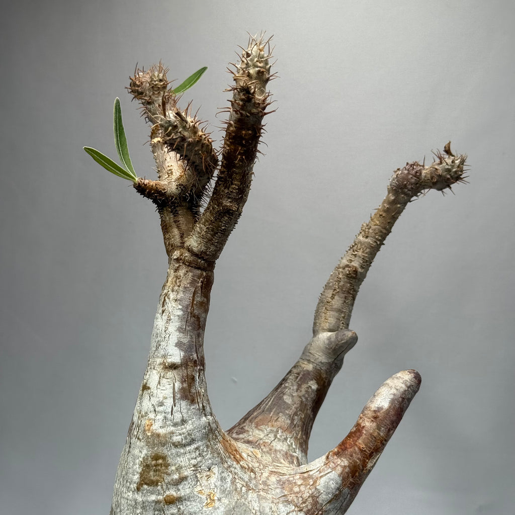 【発根済】パキポディウム・ロスラツム グラキリス C3