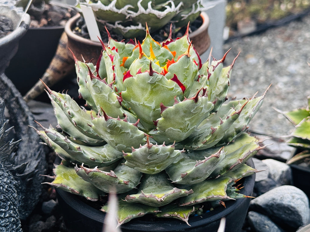 【Stano.Lab】<br>アガベ ハイブリッド<br> 'ヒメサソリガニ'