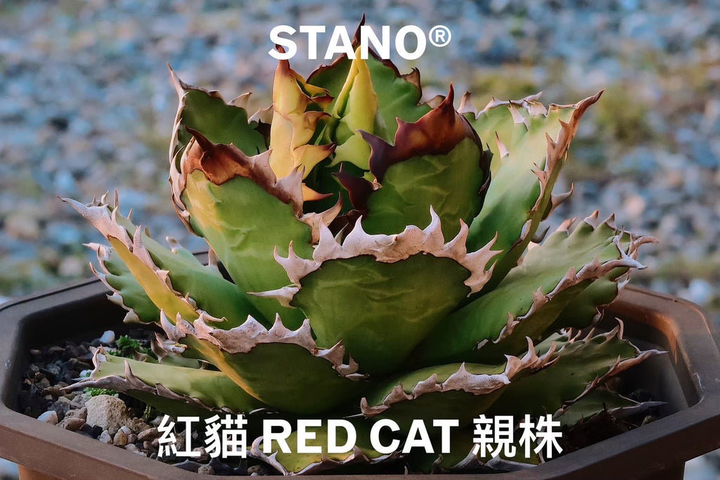 【Stano.Lab】<br>アガベ チタノタ<br> 'レッド　キャッツ' GT-14