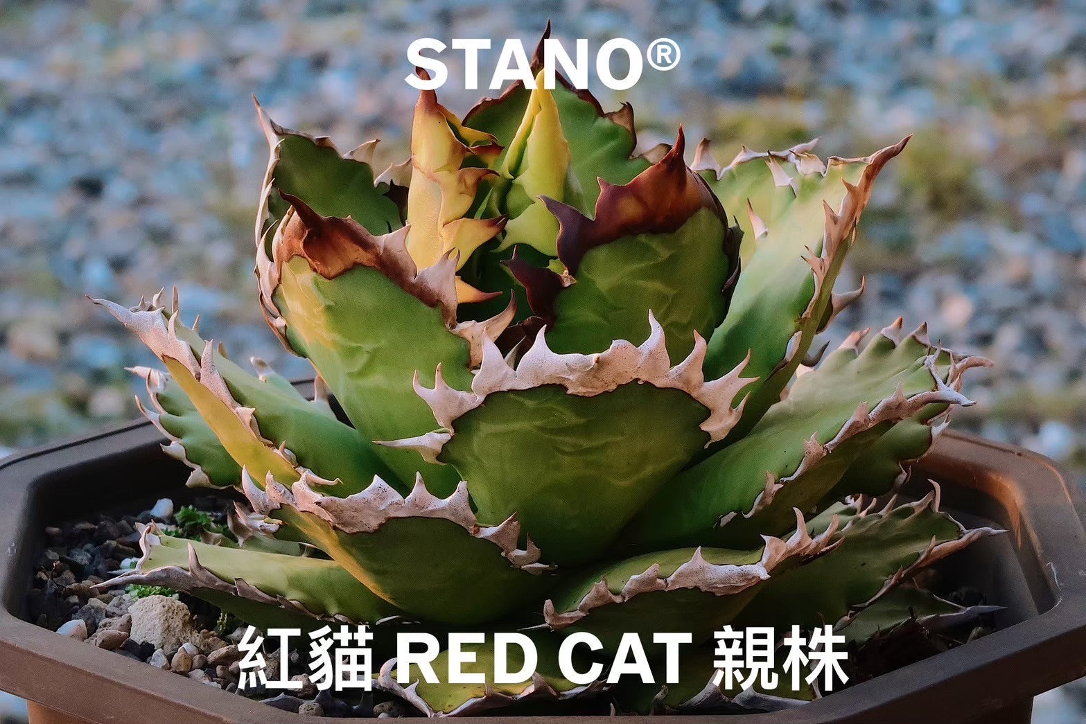 【Stano.Lab】<br>アガベ チタノタ<br> 'レッド　キャッツ' GT-15