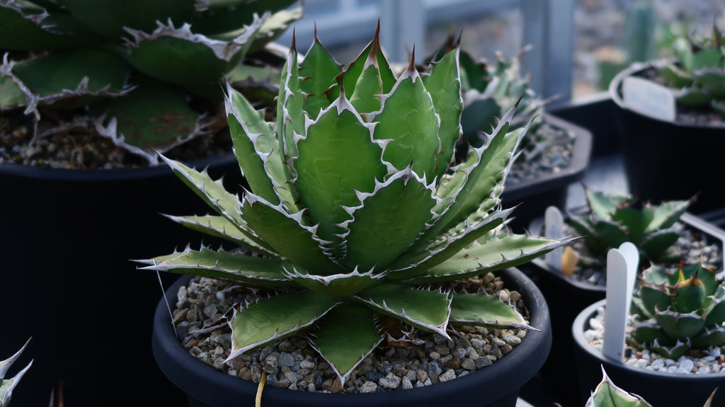 【Stano.Lab】<br>アガベ サハイブリッド<br> '万代X厳龍' GT-27