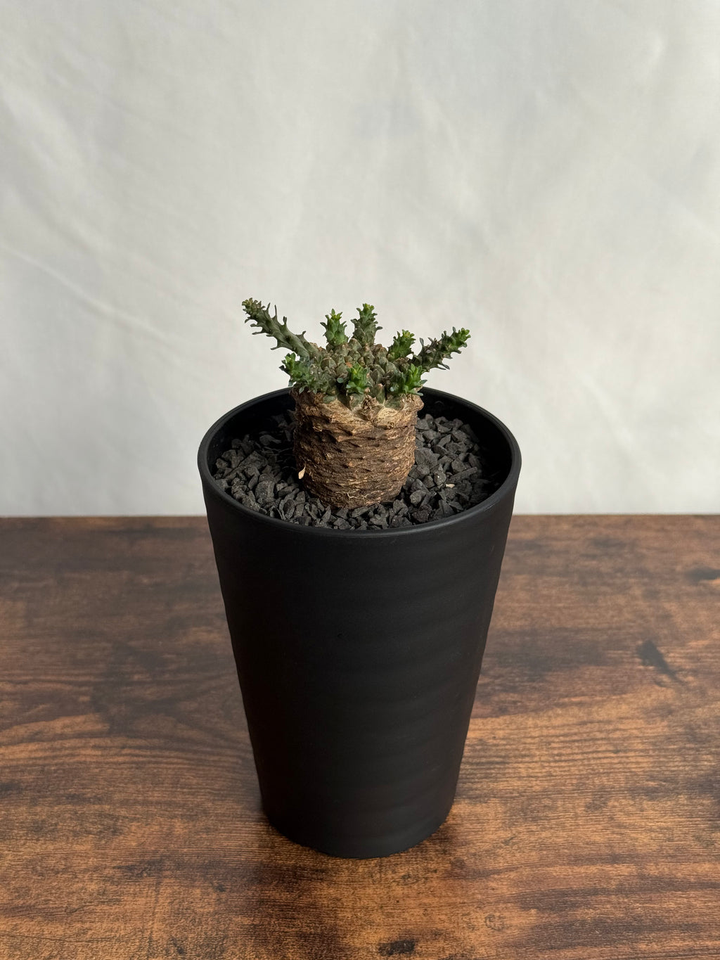 【発根済】ユーフォルビア・ガトベルゲンシス 鷲卵丸 C6