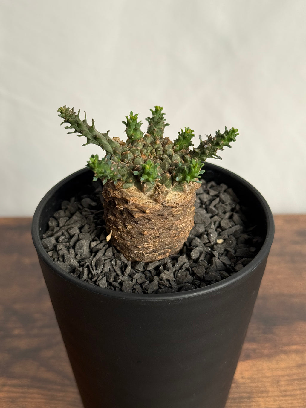 【発根済】ユーフォルビア・ガトベルゲンシス 鷲卵丸 C6