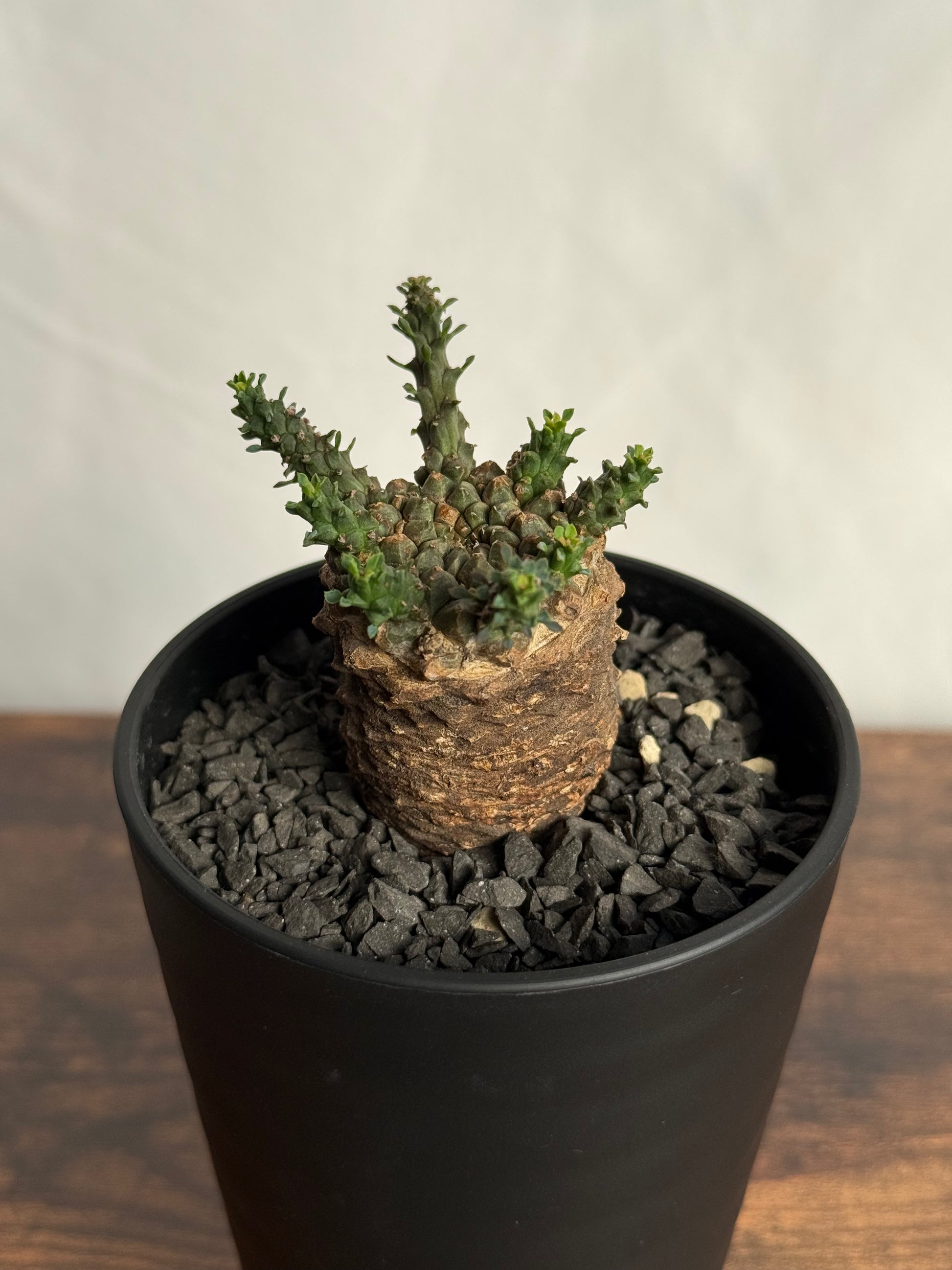 【発根済】ユーフォルビア・ガトベルゲンシス 鷲卵丸 C6