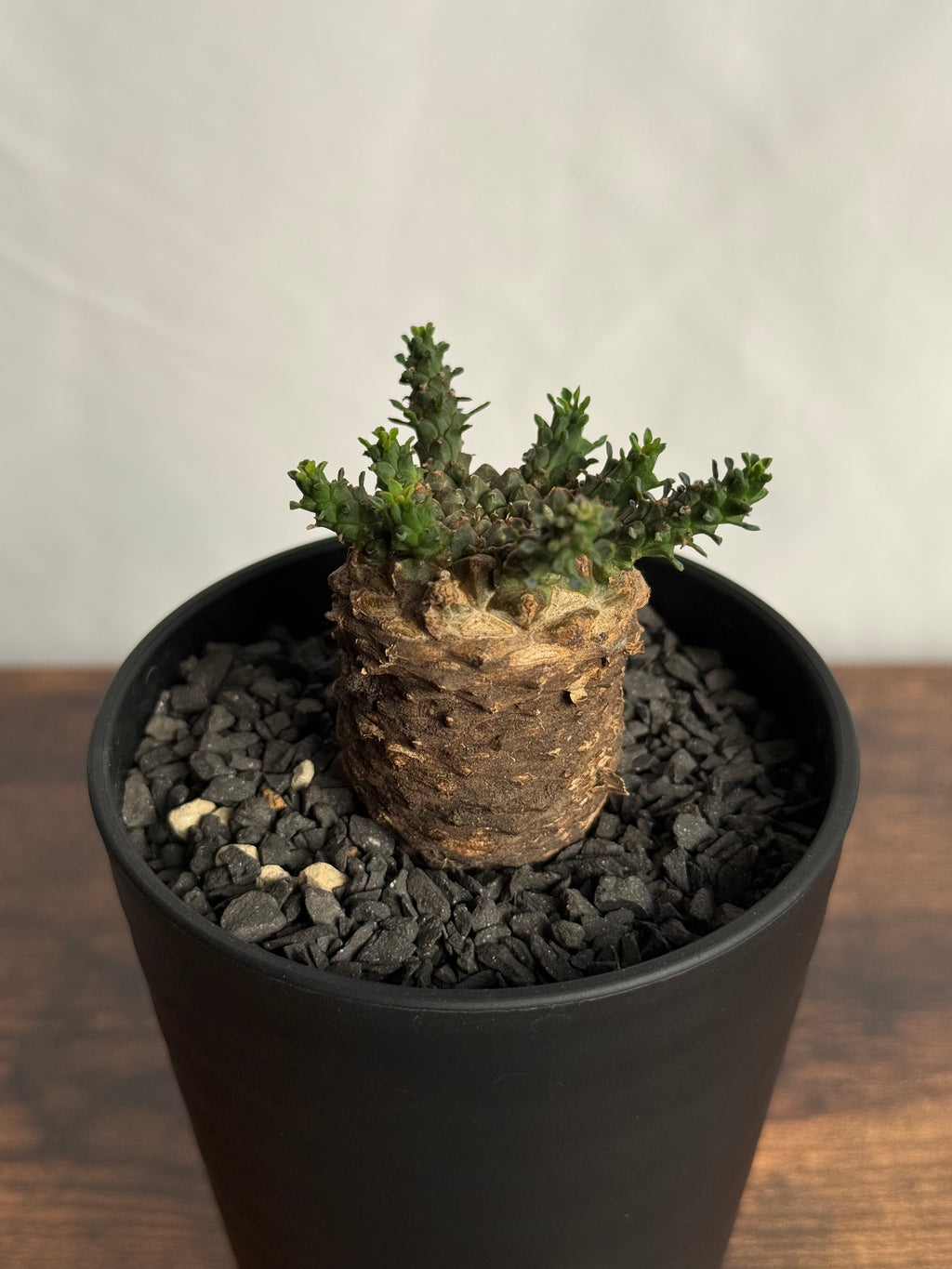 【発根済】ユーフォルビア・ガトベルゲンシス 鷲卵丸 C6