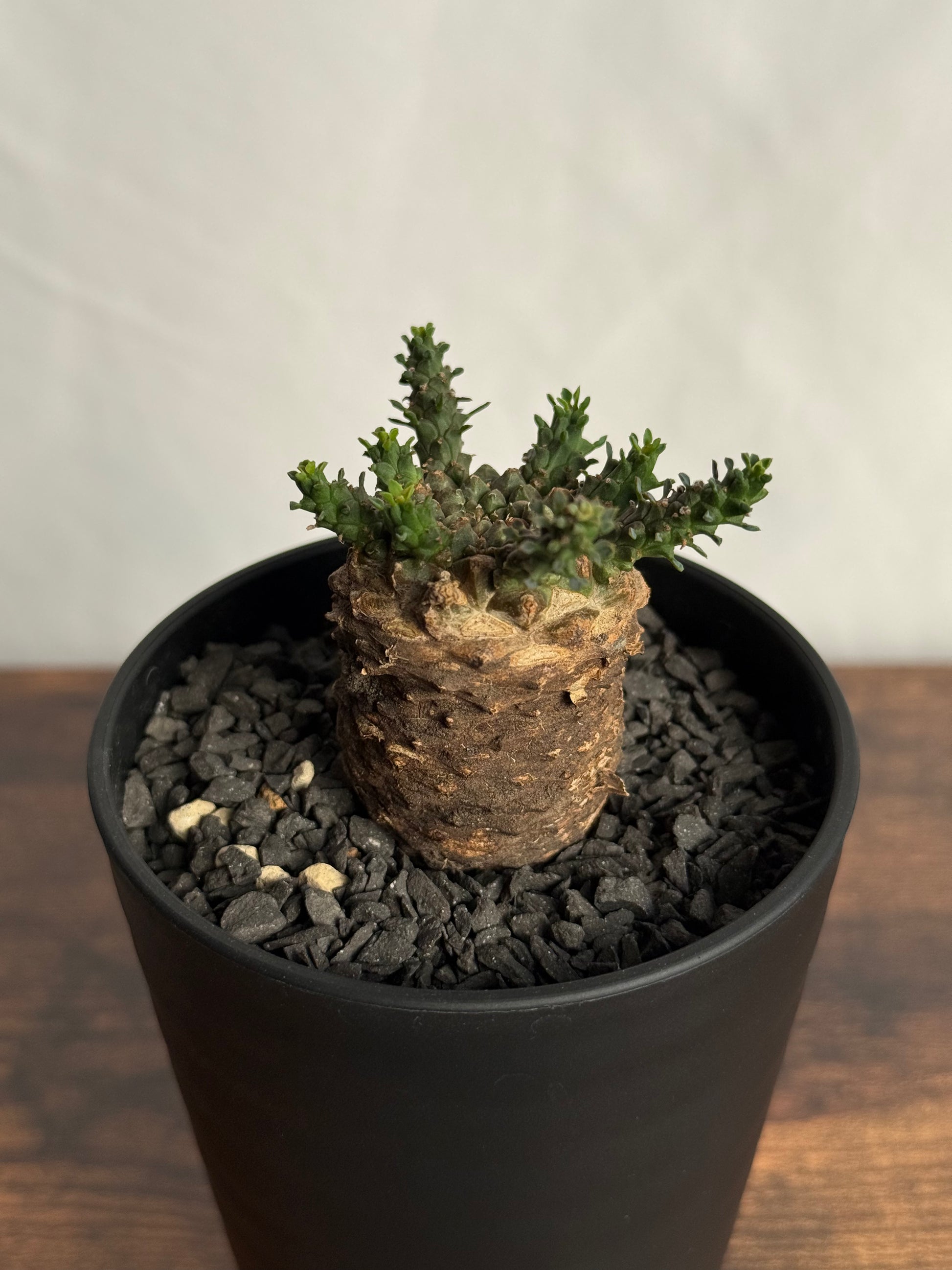 【発根済】ユーフォルビア・ガトベルゲンシス 鷲卵丸 C6