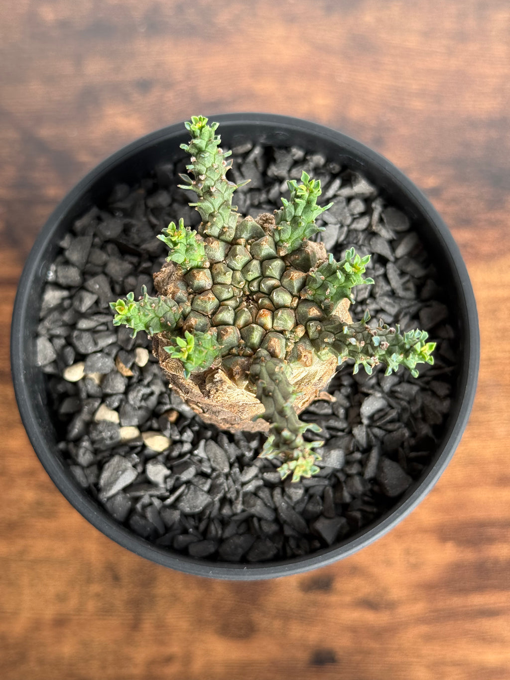 【発根済】ユーフォルビア・ガトベルゲンシス 鷲卵丸 C6