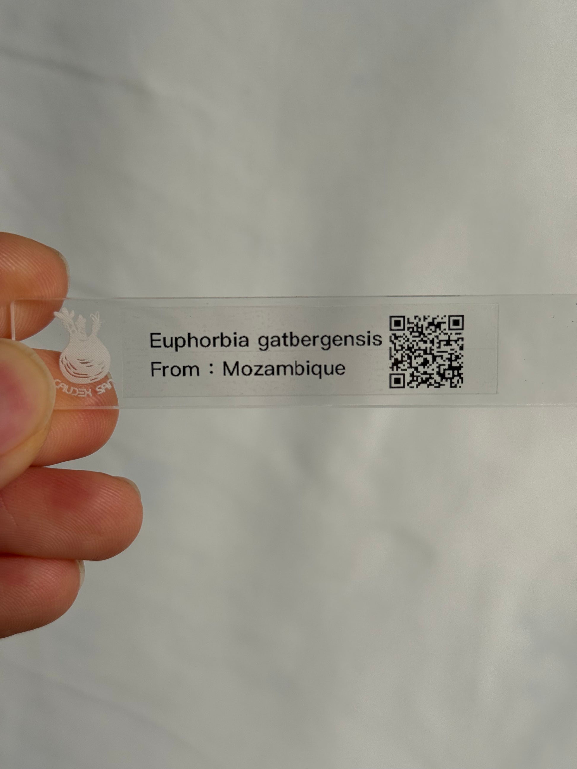 【発根済】ユーフォルビア・ガトベルゲンシス 鷲卵丸 C14