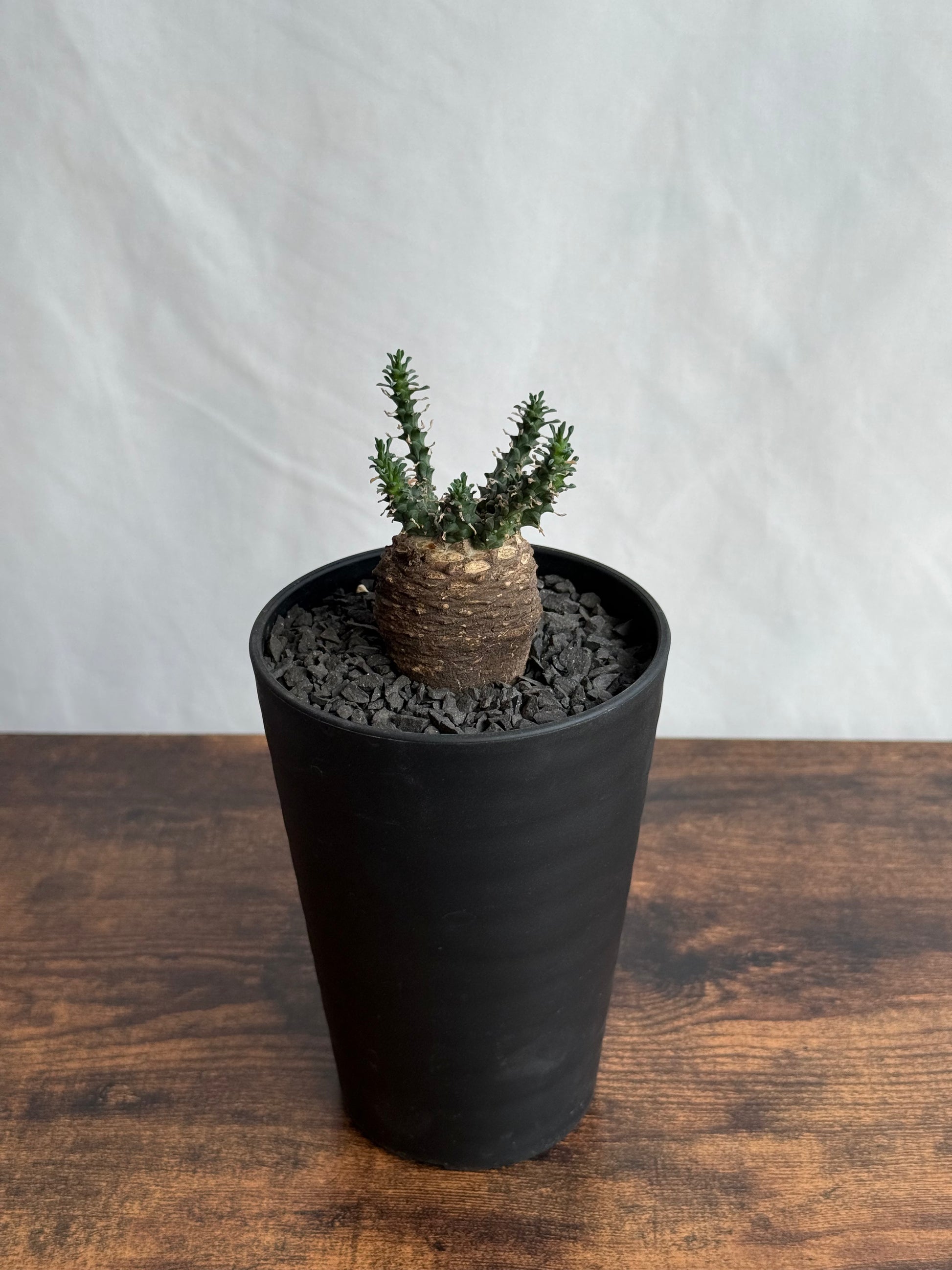 【発根済】ユーフォルビア・ガトベルゲンシス 鷲卵丸 C5