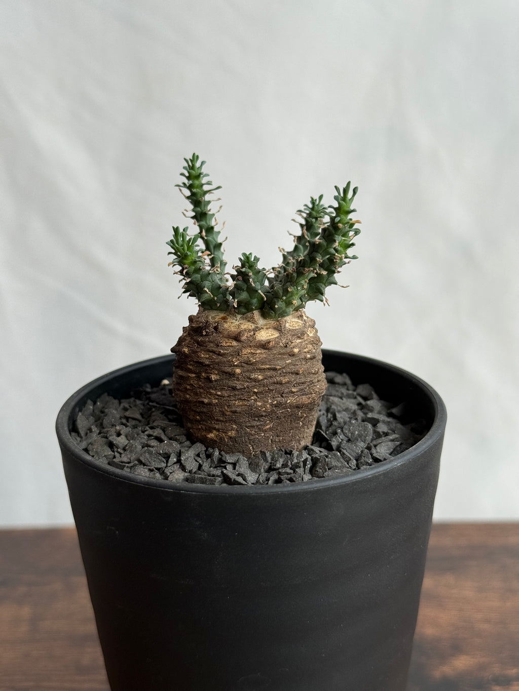 【発根済】ユーフォルビア・ガトベルゲンシス 鷲卵丸 C5