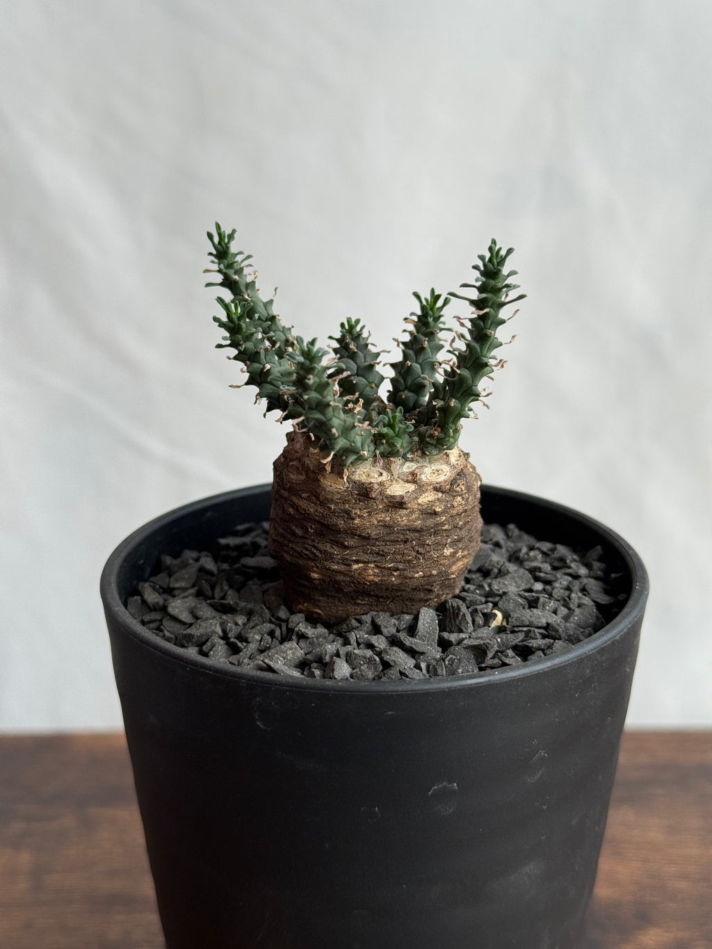 【発根済】ユーフォルビア・ガトベルゲンシス 鷲卵丸 C5