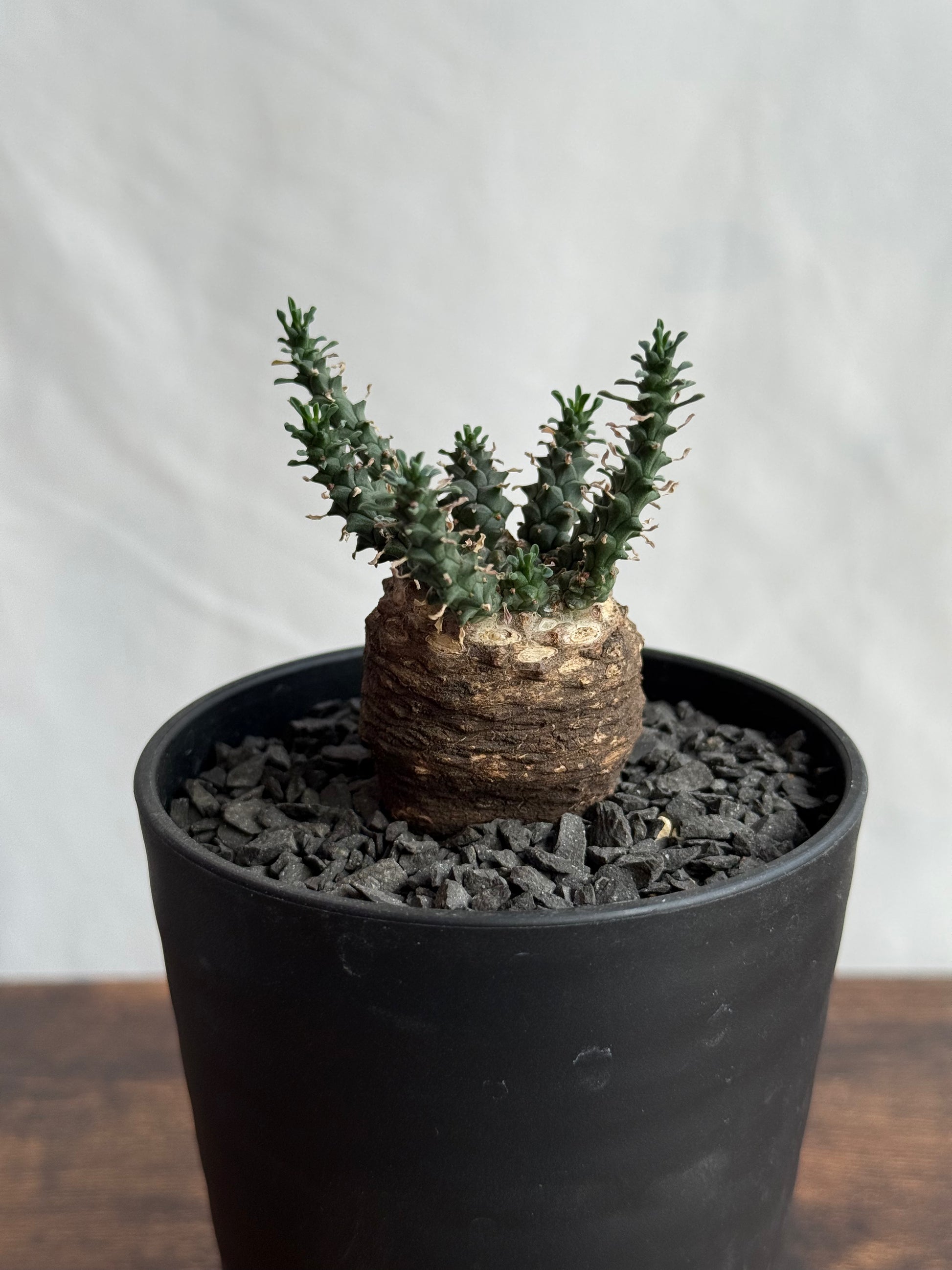 【発根済】ユーフォルビア・ガトベルゲンシス 鷲卵丸 C5