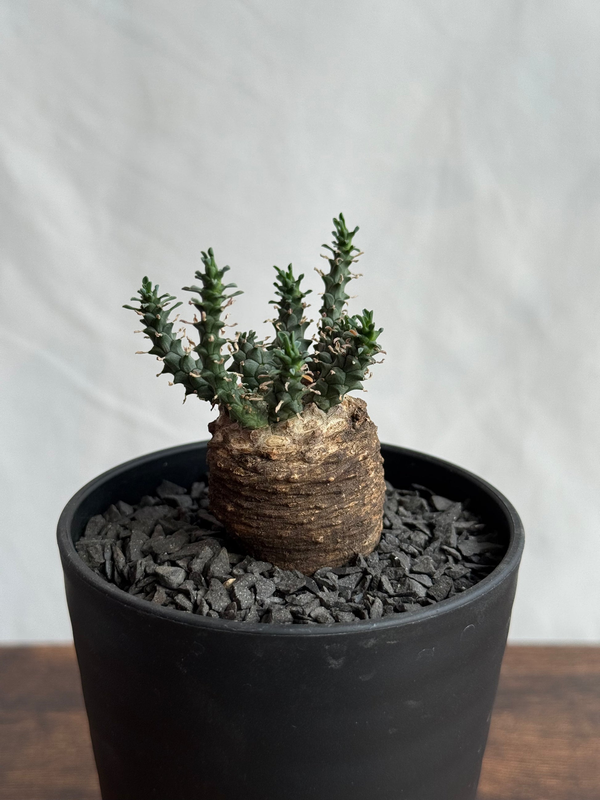 【発根済】ユーフォルビア・ガトベルゲンシス 鷲卵丸 C5