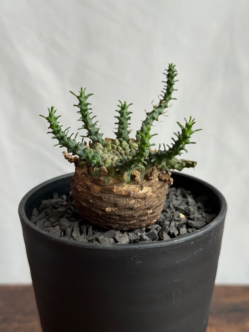 【発根済】ユーフォルビア・ガトベルゲンシス 鷲卵丸 C4