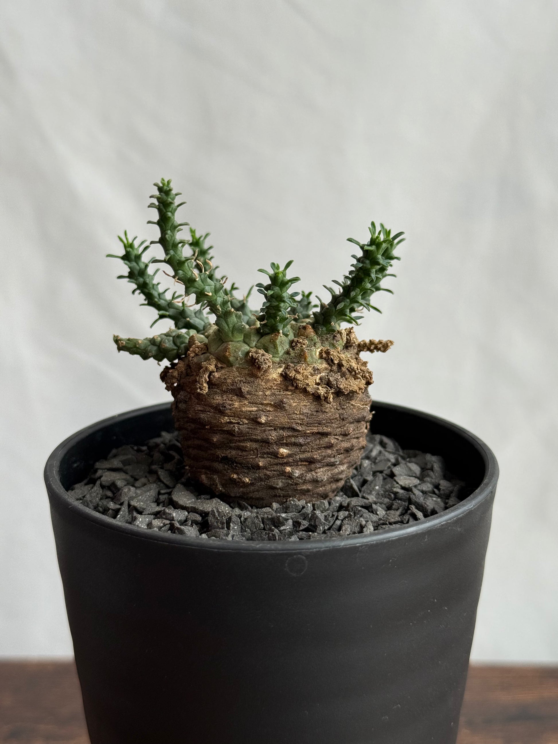 【発根済】ユーフォルビア・ガトベルゲンシス 鷲卵丸 C4