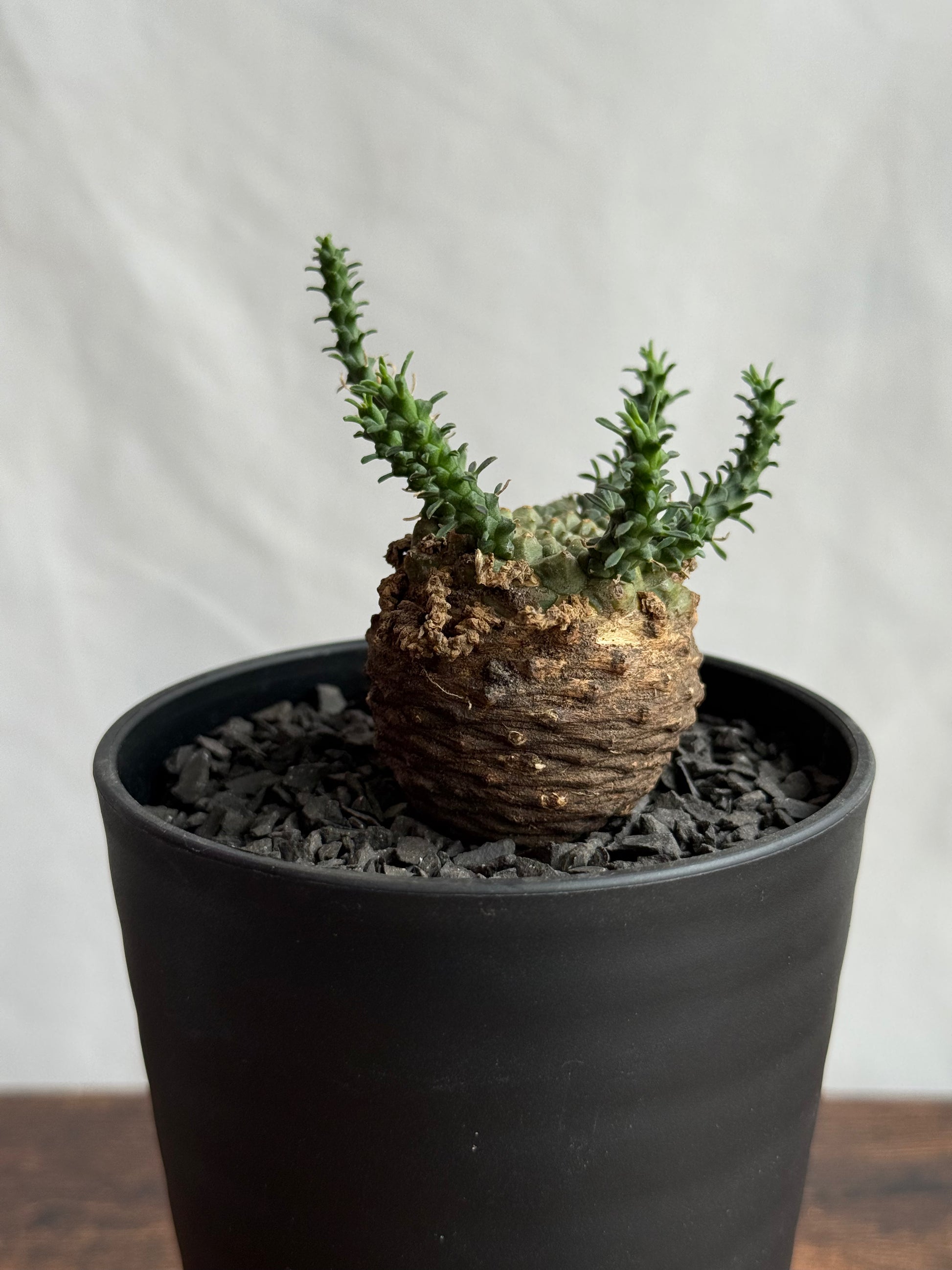 【発根済】ユーフォルビア・ガトベルゲンシス 鷲卵丸 C4